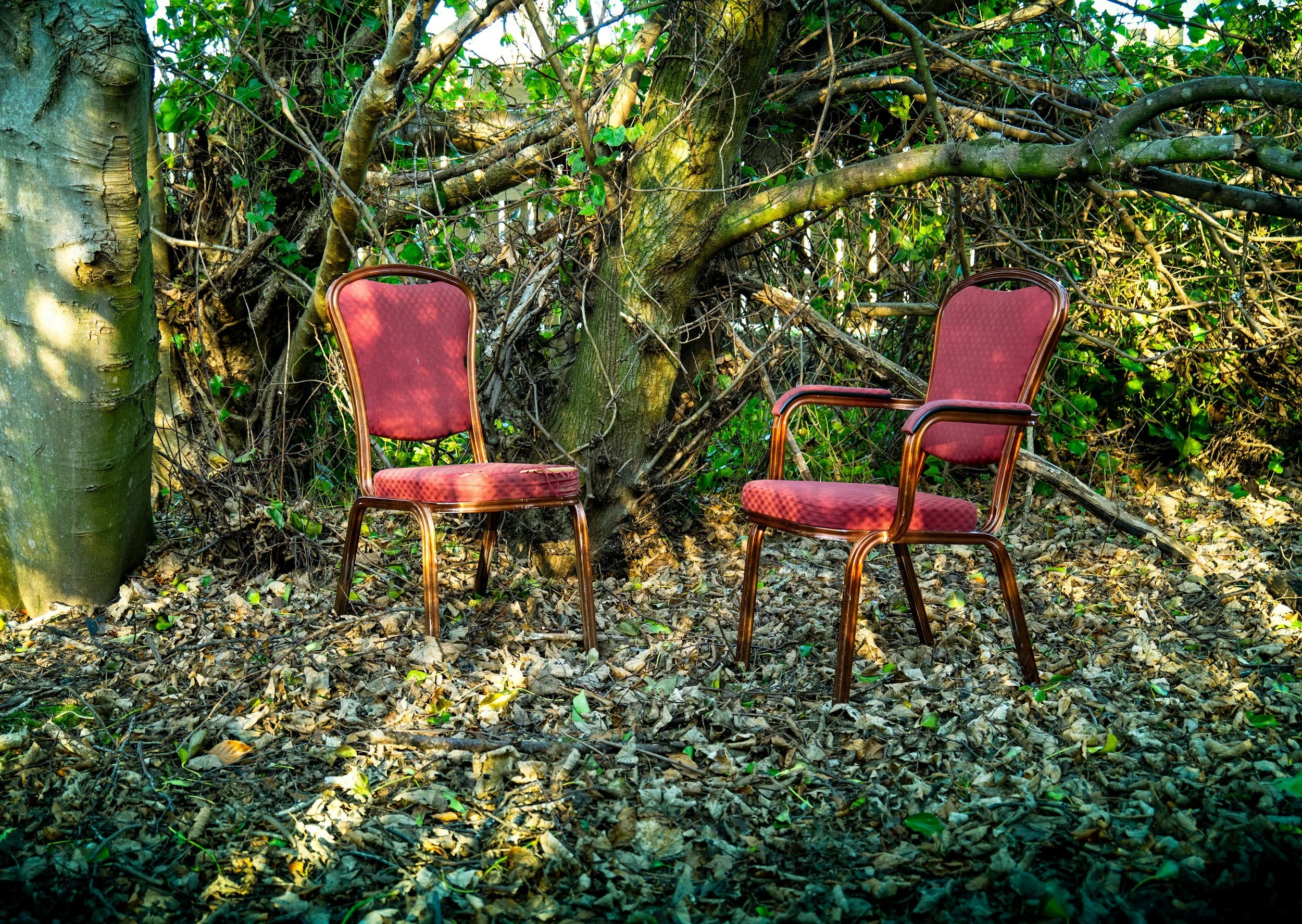 Two red cushioned chairs with wooden frames in a forest setting, surrounded by fallen leaves and dense greenery.