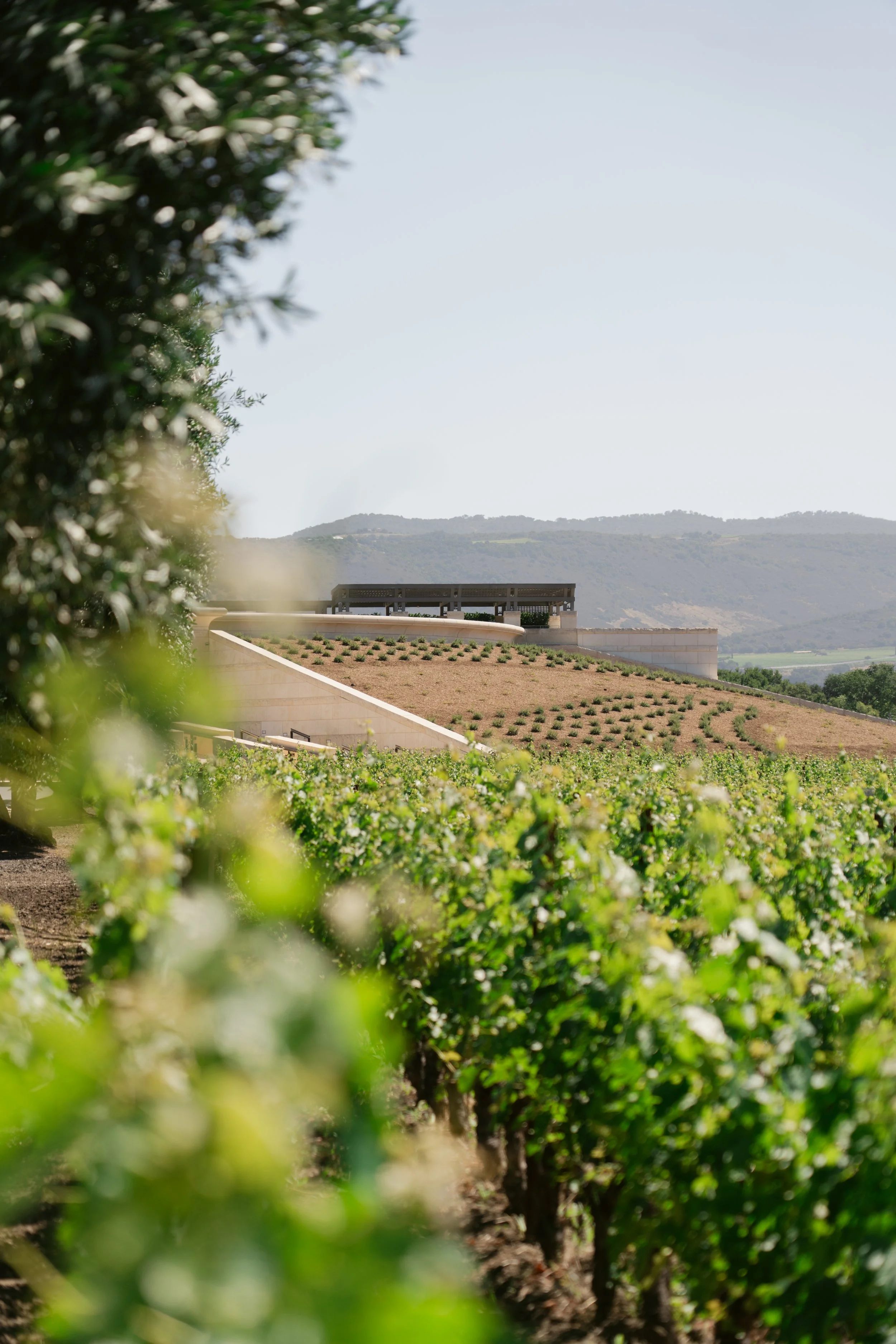 Vineyard with rows of grapevines, hillside in the background, and a structure on top of a terraced slope. Opus One Winery in Napa.