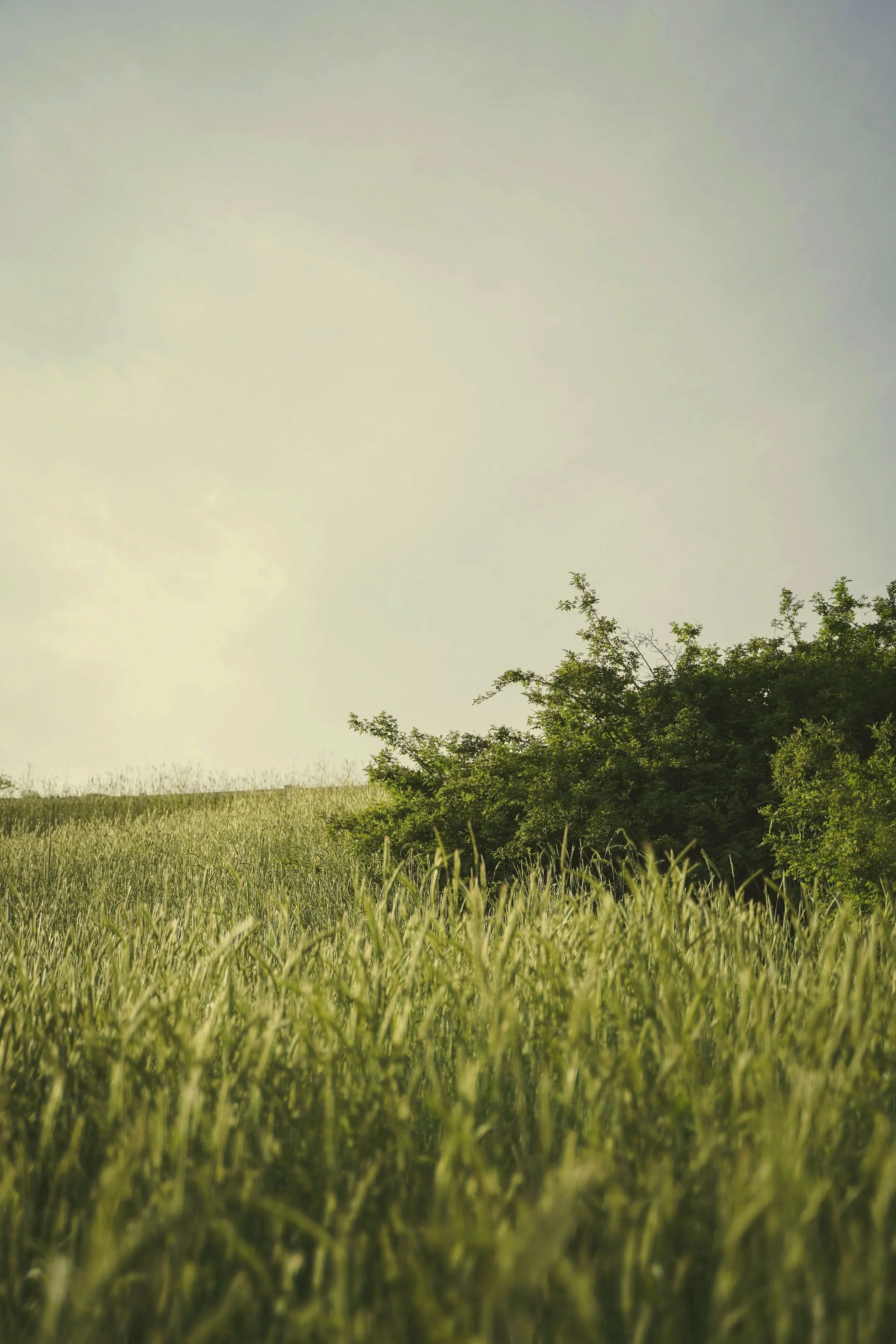 Open field of tall green grasssymbolizing growth and renewal through therapy