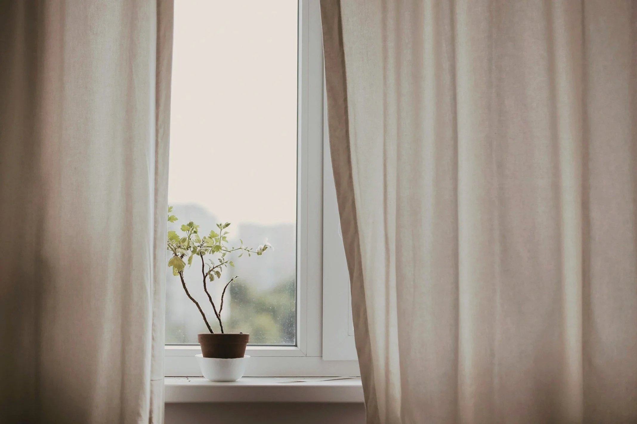 A window with a green plant on the sill, representing the peace and growth found in online anxiety therapy for women in Florida.