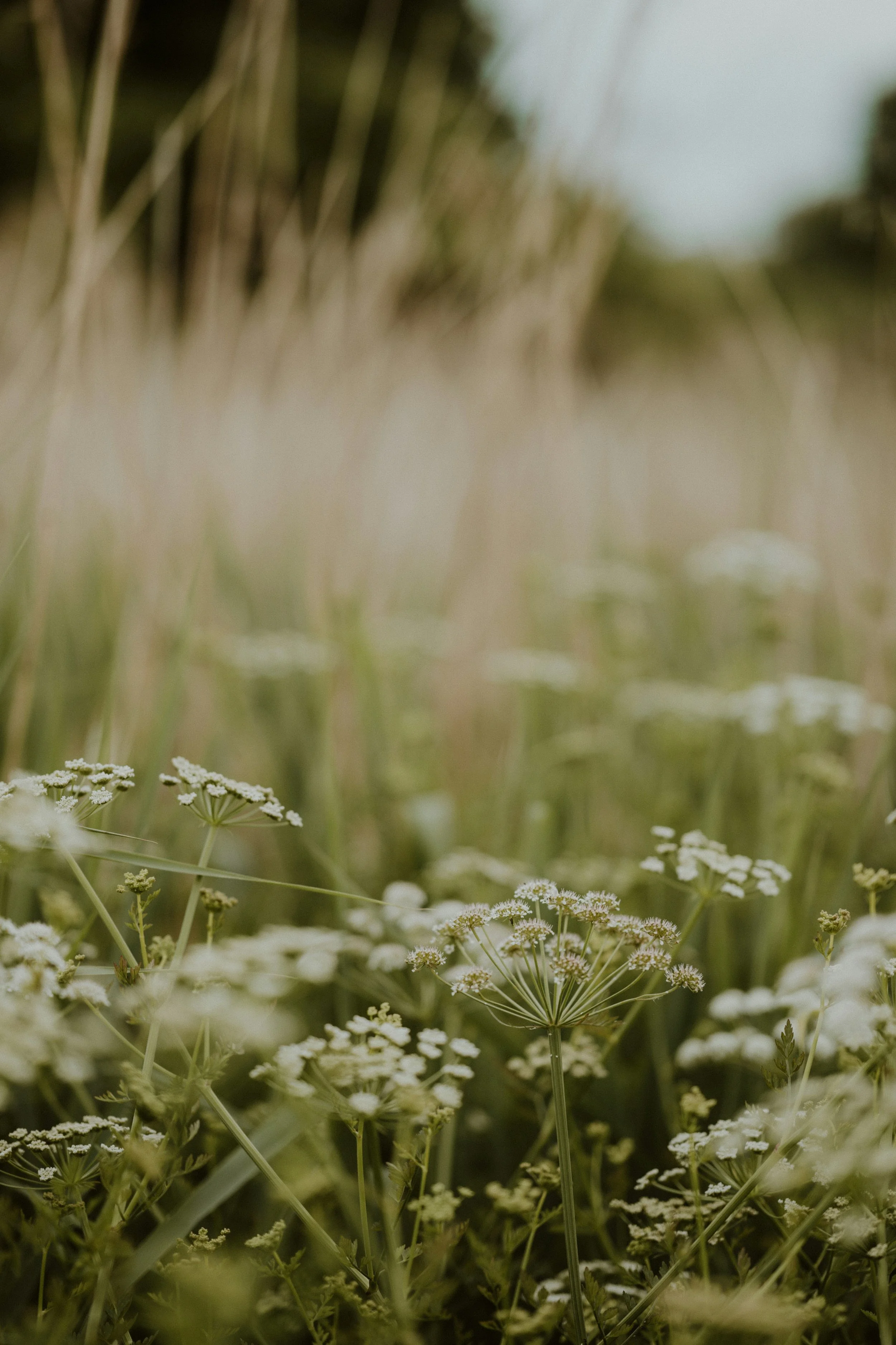 Close-up of wildflowers and tall grasses evoking calm- therapy for women in Florida
