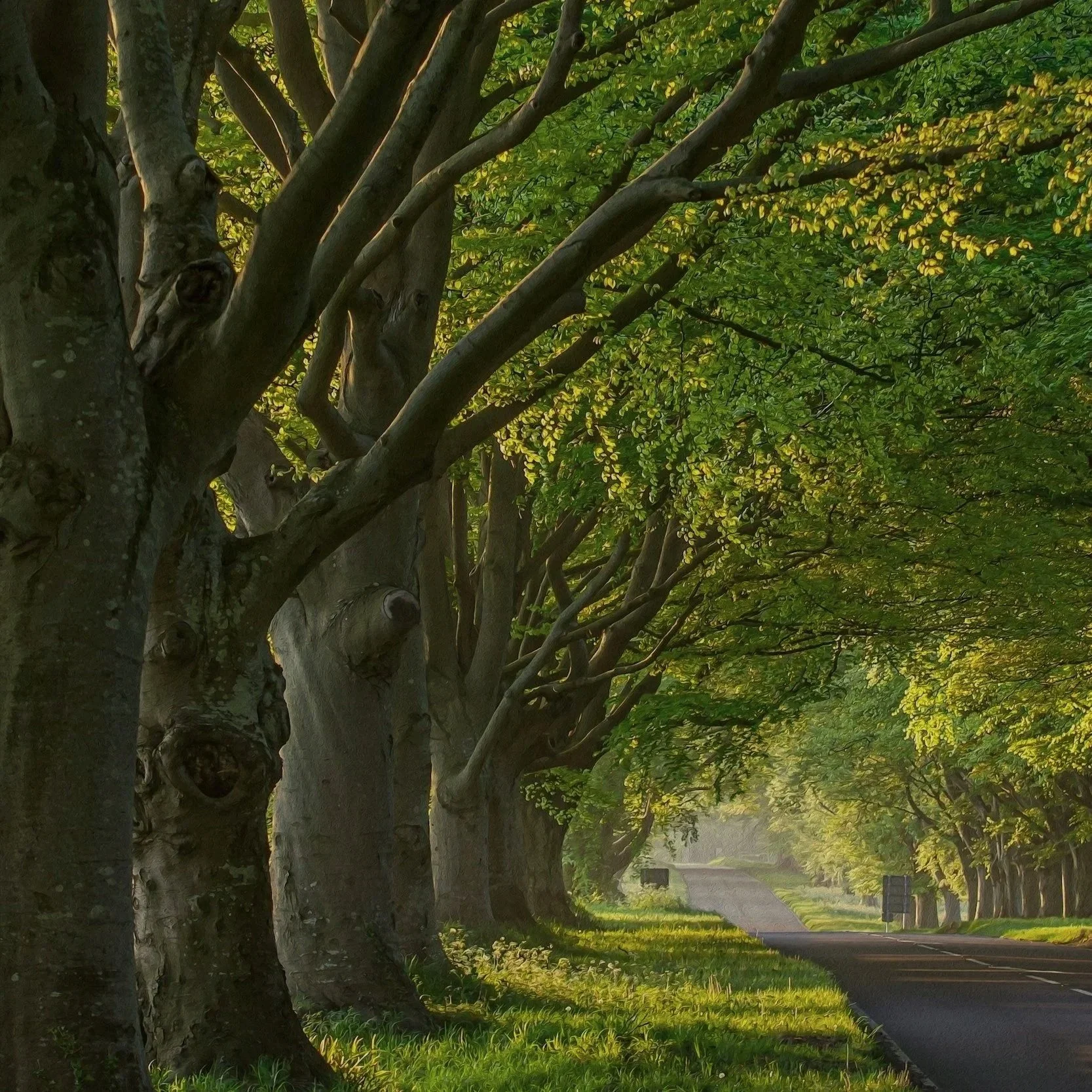 A line of trees along a paved sidewalk, in a peaceful park-like setting symbolizing growth and renewal through therapy