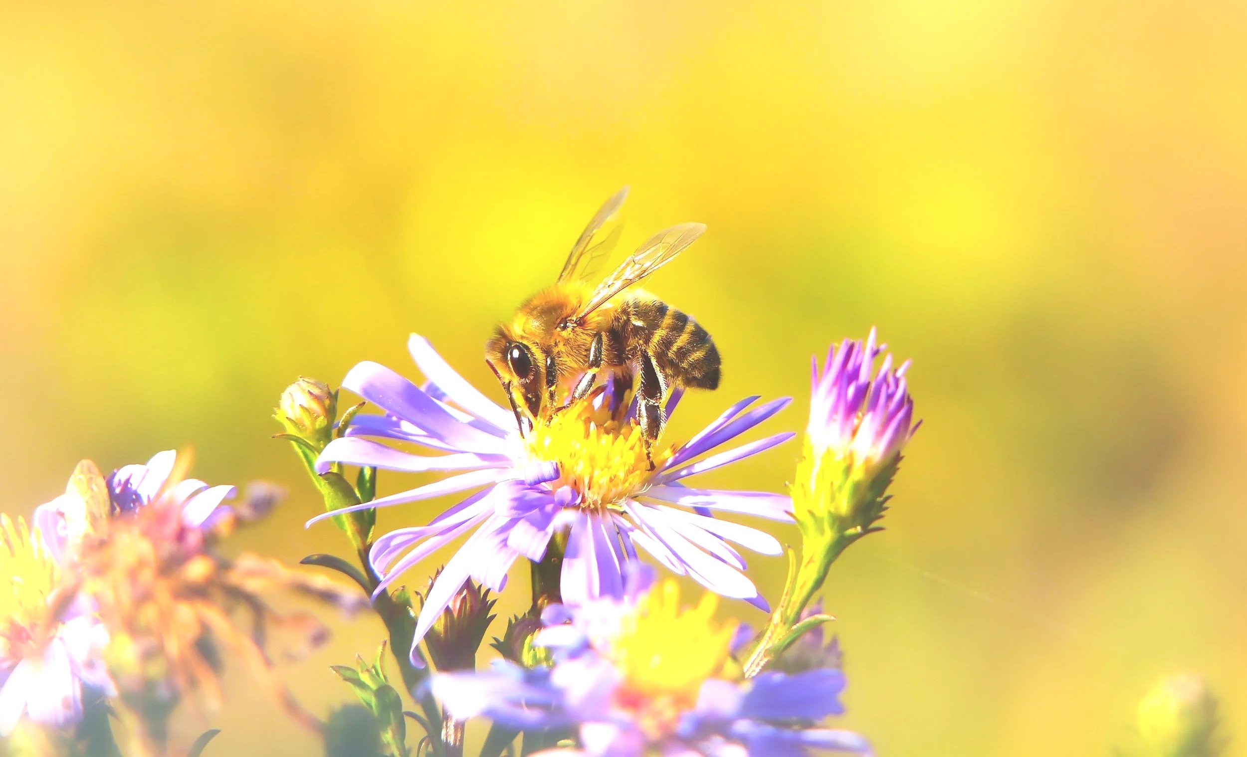 Bee on purple flower
