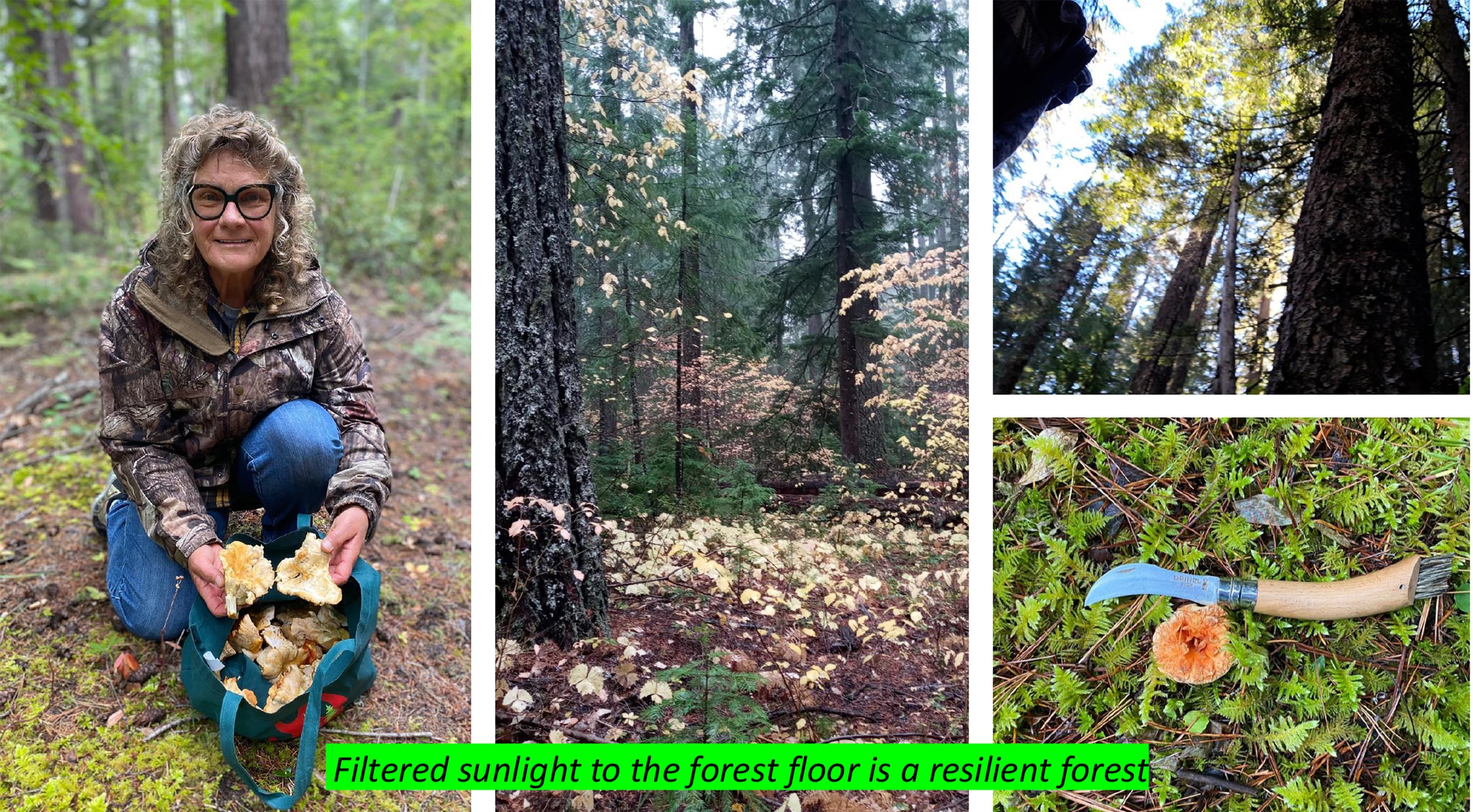 Forest Under Stress | Respiration &amp; Filtered Sunlight