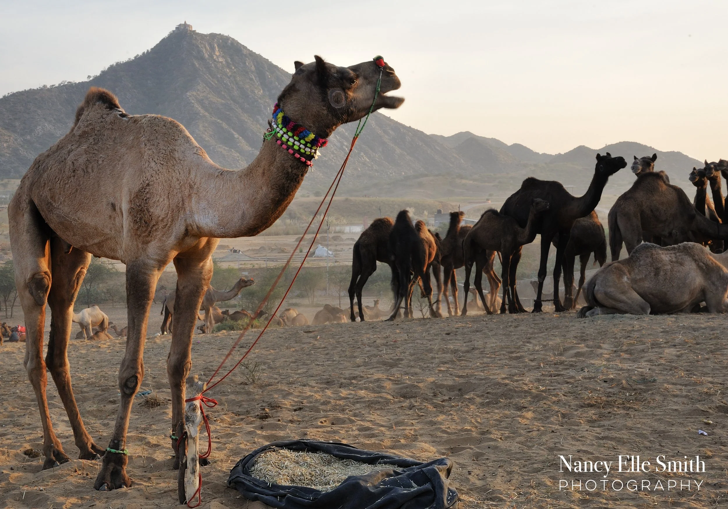 camel market5 copy.jpg