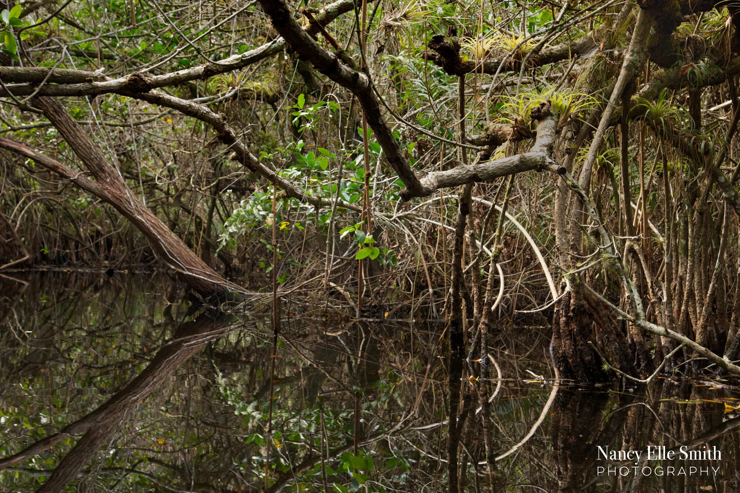 inside mangrove copy.jpg