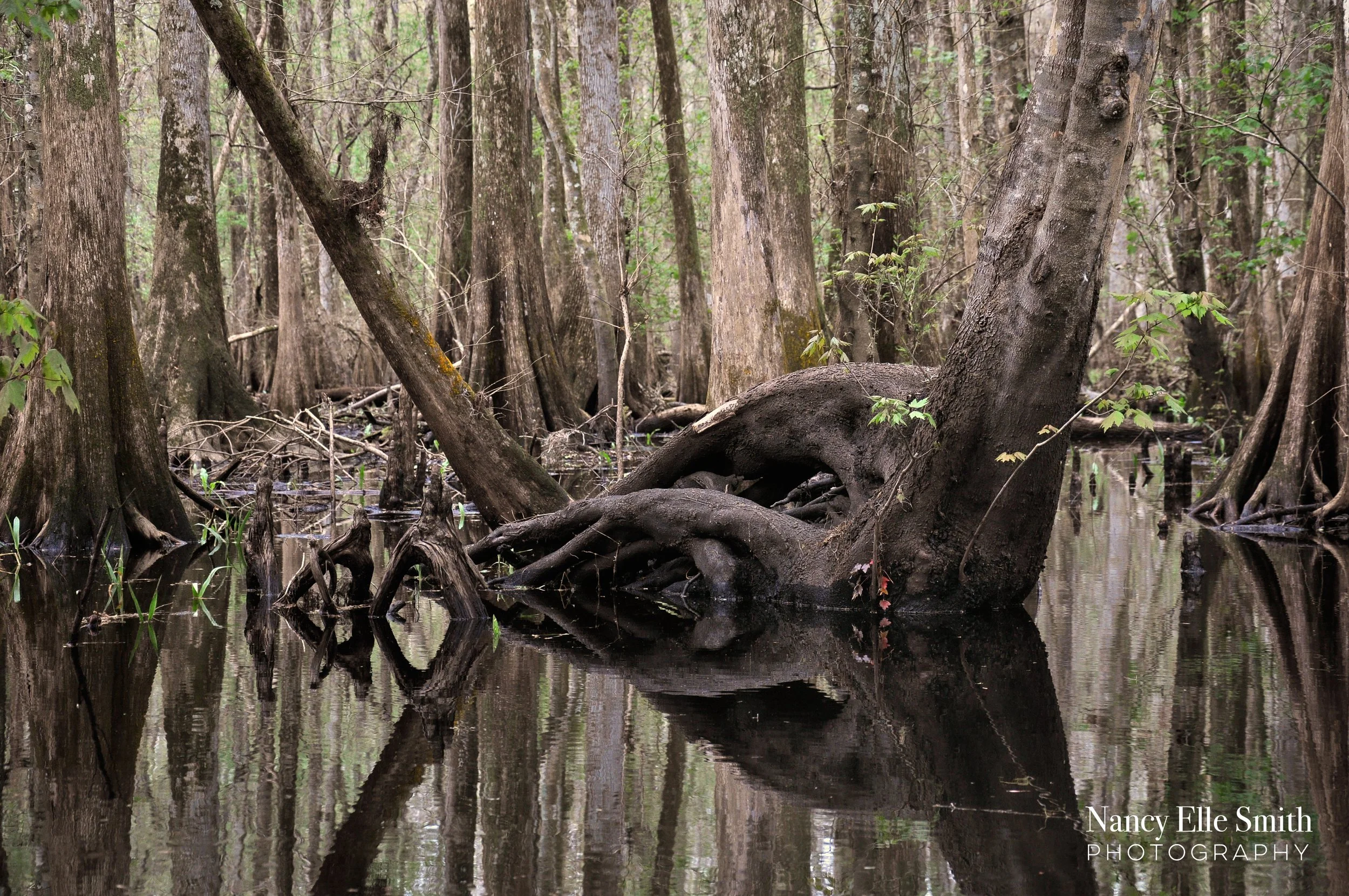 cypress swamp-2 copy.jpg