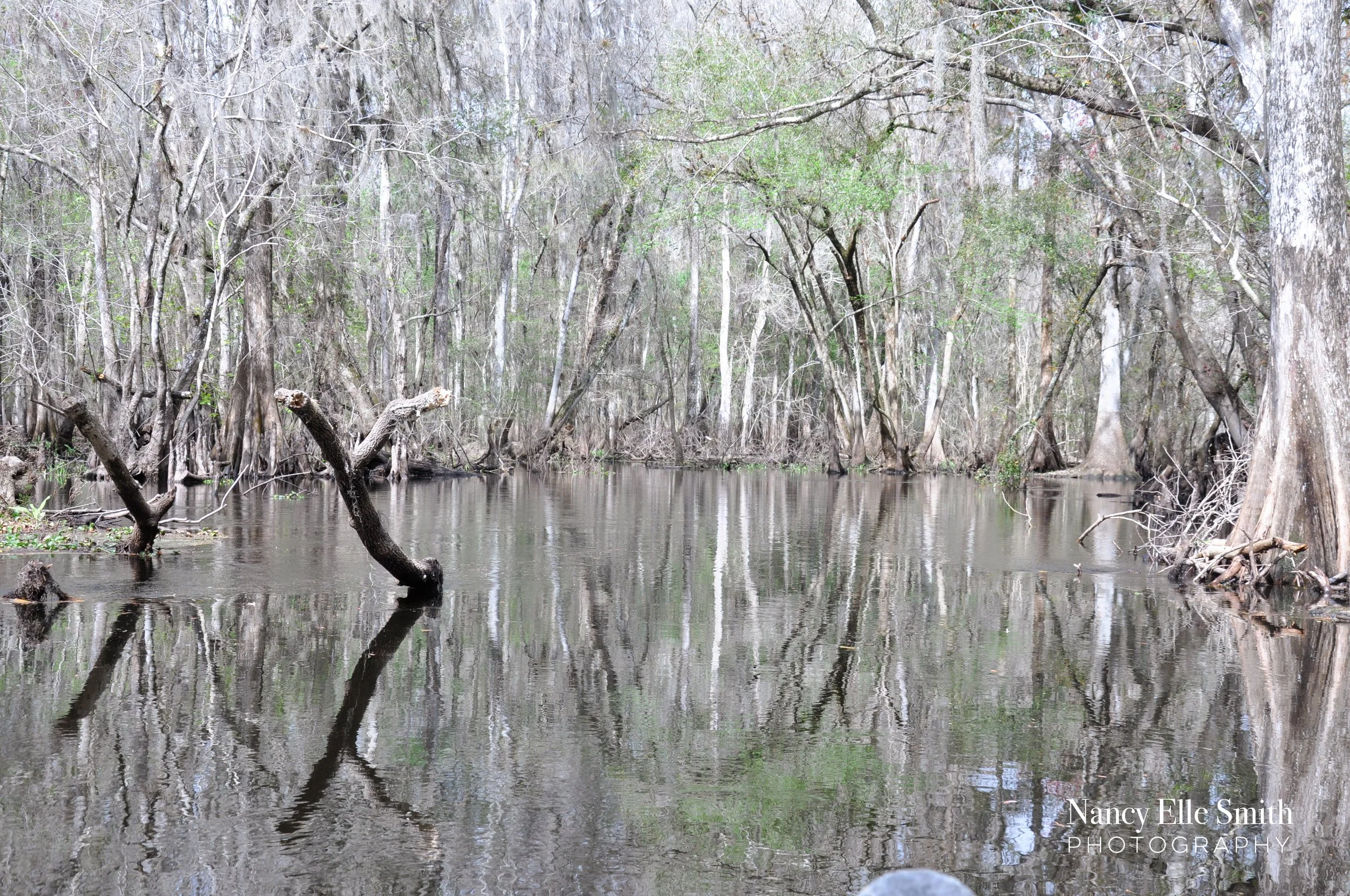 cypress swamp3 copy.jpg