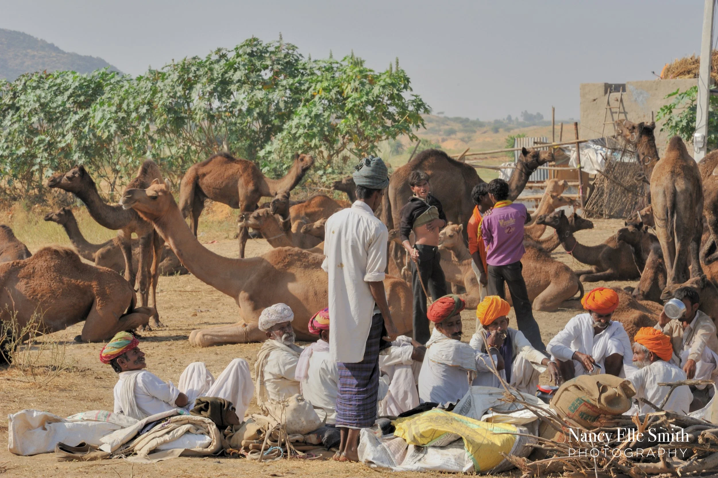 camel market rest 3.jpg