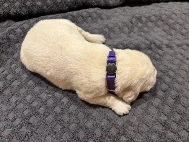 A small, english cream golden retriever puppy wearing a purple collar, lying on a textured gray blanket.