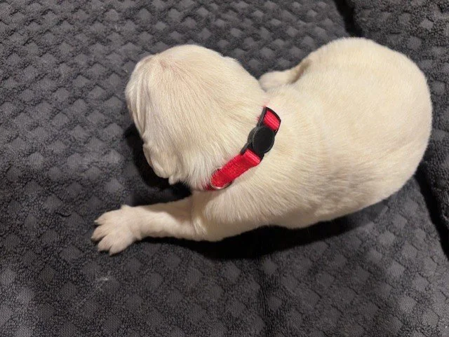 A small, english cream golden retriever puppy wearing a red collar, lying on a textured dark gray blanket.