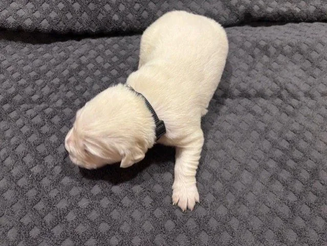 A small, english cream golden retriever puppy lying on a textured gray blanket, wearing a black collar.