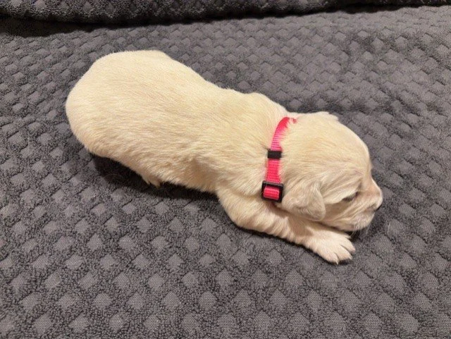 A newborn english cream golden retriever puppy lying on a gray textured blanket, wearing a pink collar.