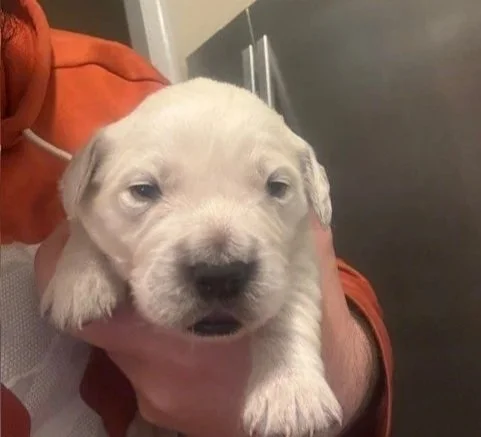 An english cream golden retriever puppy with droopy eyes and a black nose opening his eyes for the first time