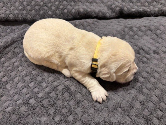 A tiny, english cream golden retriever puppy with a yellow collar, sleeping on a textured dark gray blanket.