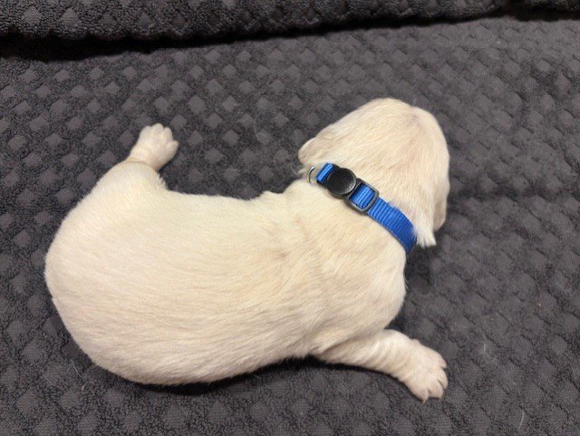 A small english cream golden retriever puppy wearing a blue collar lying on a textured dark gray surface.