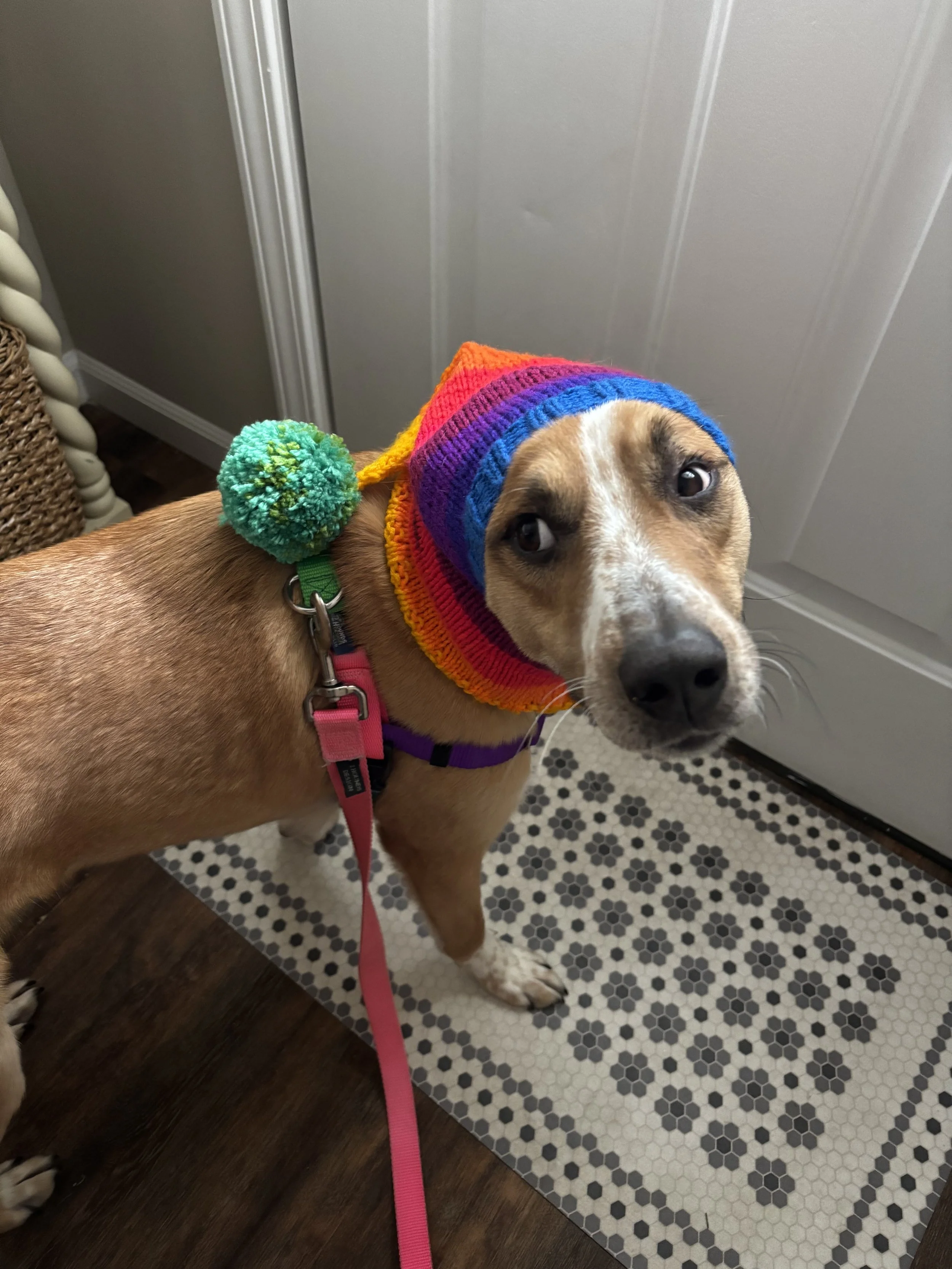 A dog wearing a colorful rainbow knitted hat with a green pom-pom, standing on a patterned tile floor indoors.