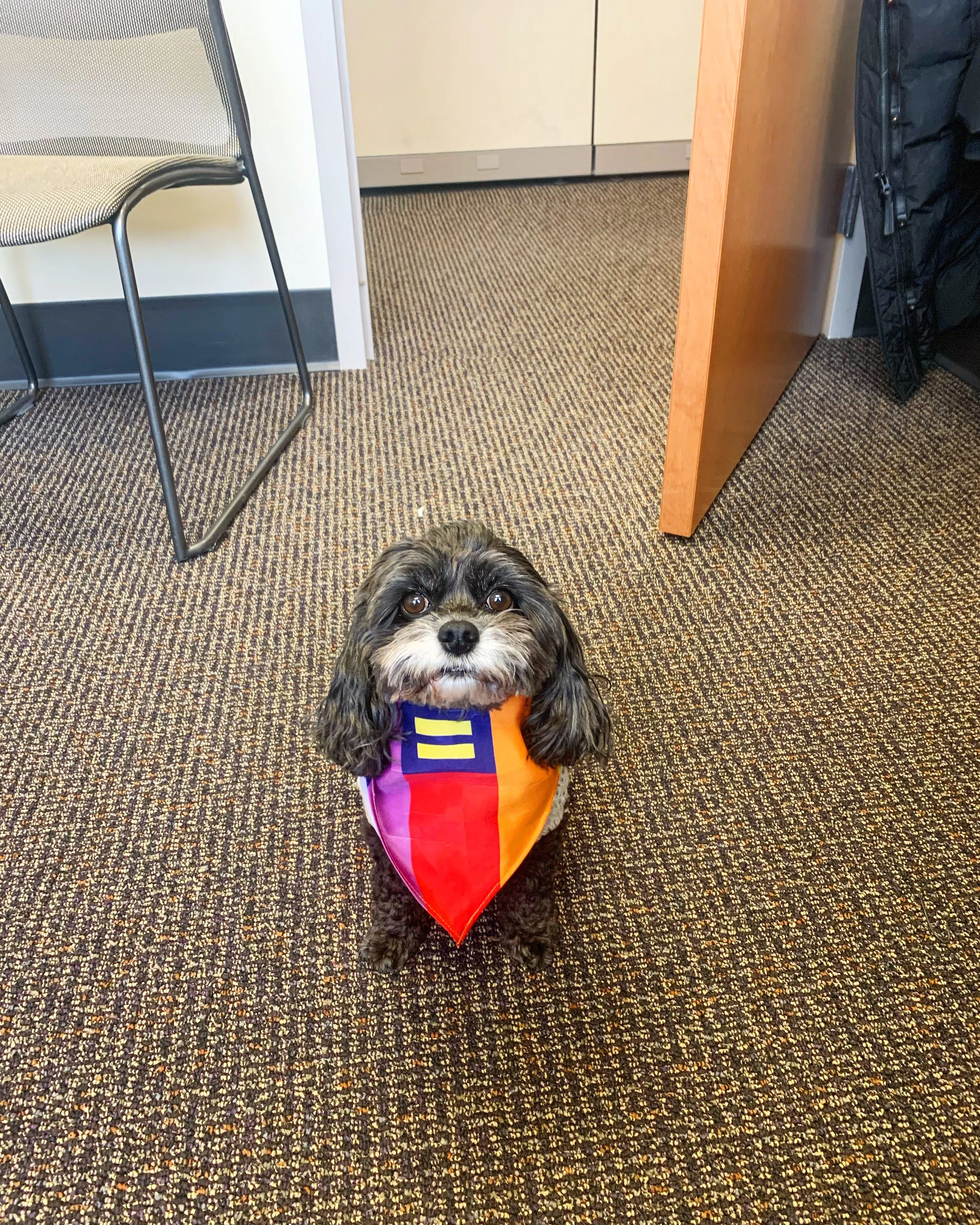 A small dog wearing a pride flag cape sitting on a carpeted office floor indoors.