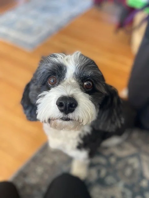 Close-up of a black and white dog with floppy ears, looking up, indoors with hardwood and a patterned rug.