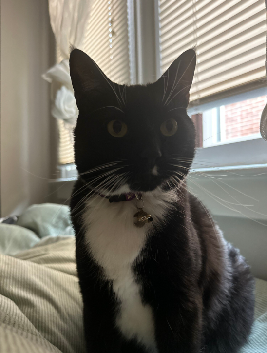 Black and white cat with a collar and bell sitting on a bed near a window with blinds and curtains.