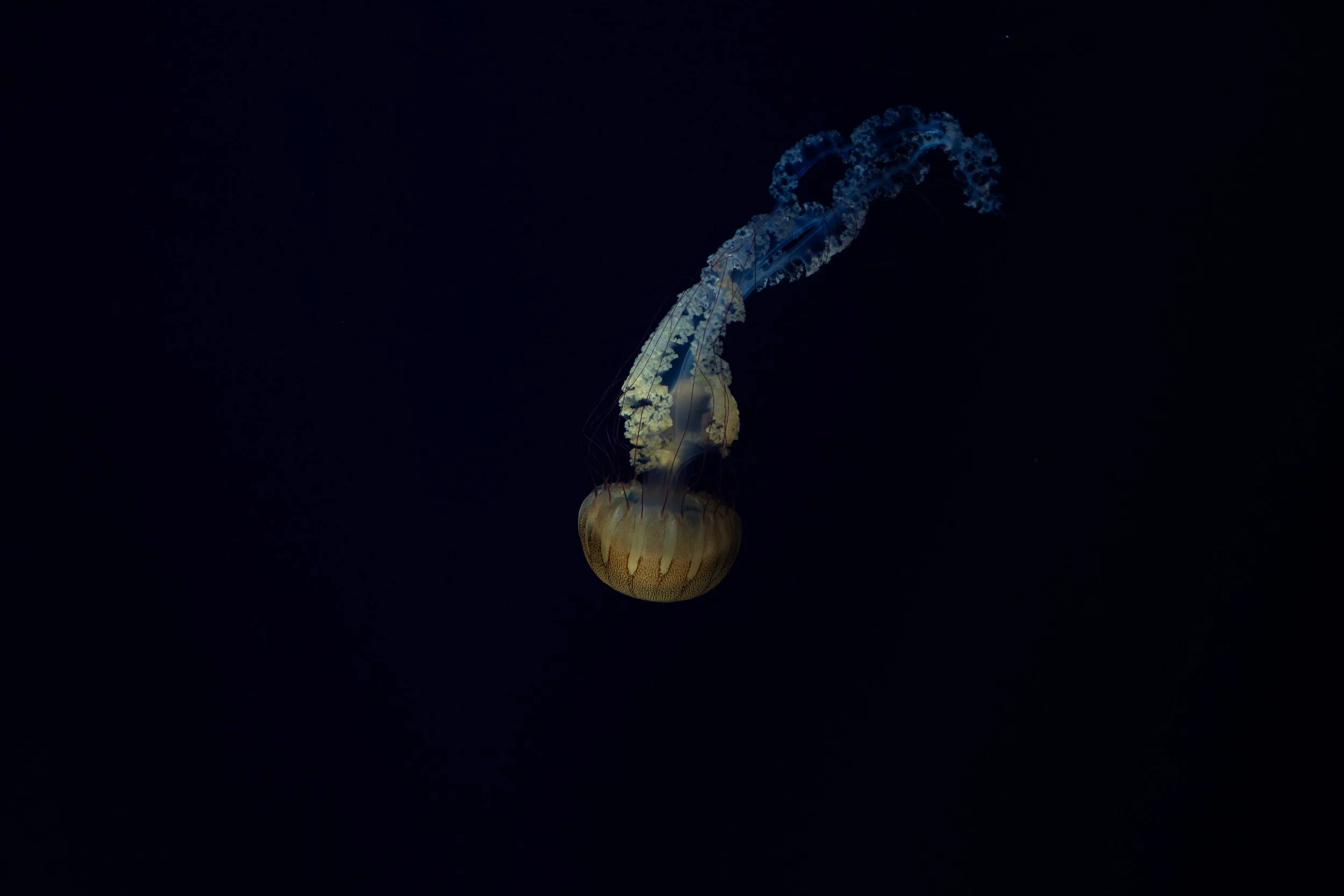 0C8A6402.jpg