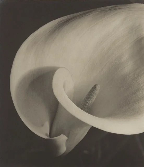 Close-up of a white calla lily flower with a prominent spadix and spathe.