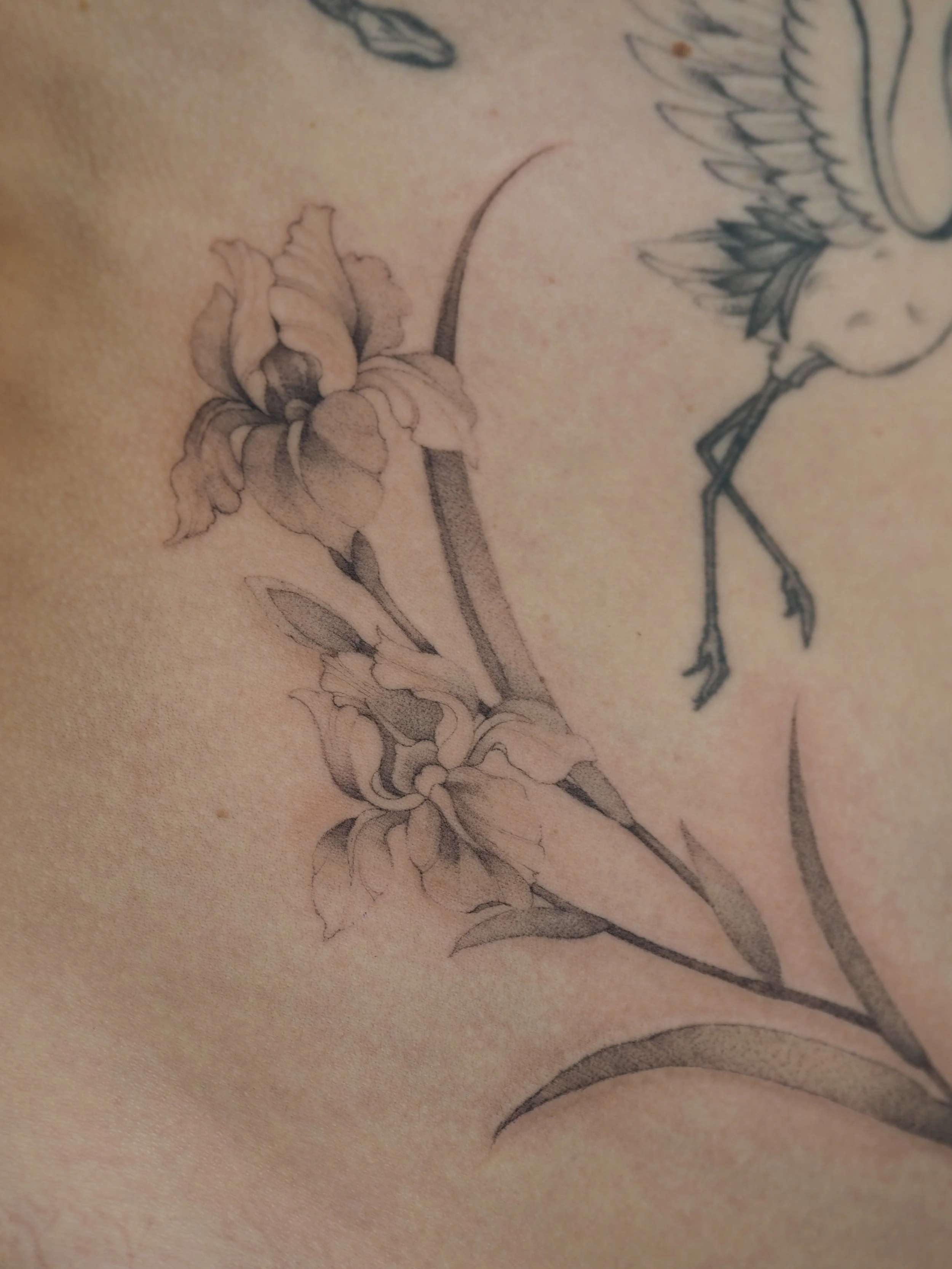 A black and gray tattoo of a iris flower on skin, visible alongside a bird tattoo with outstretched wings.