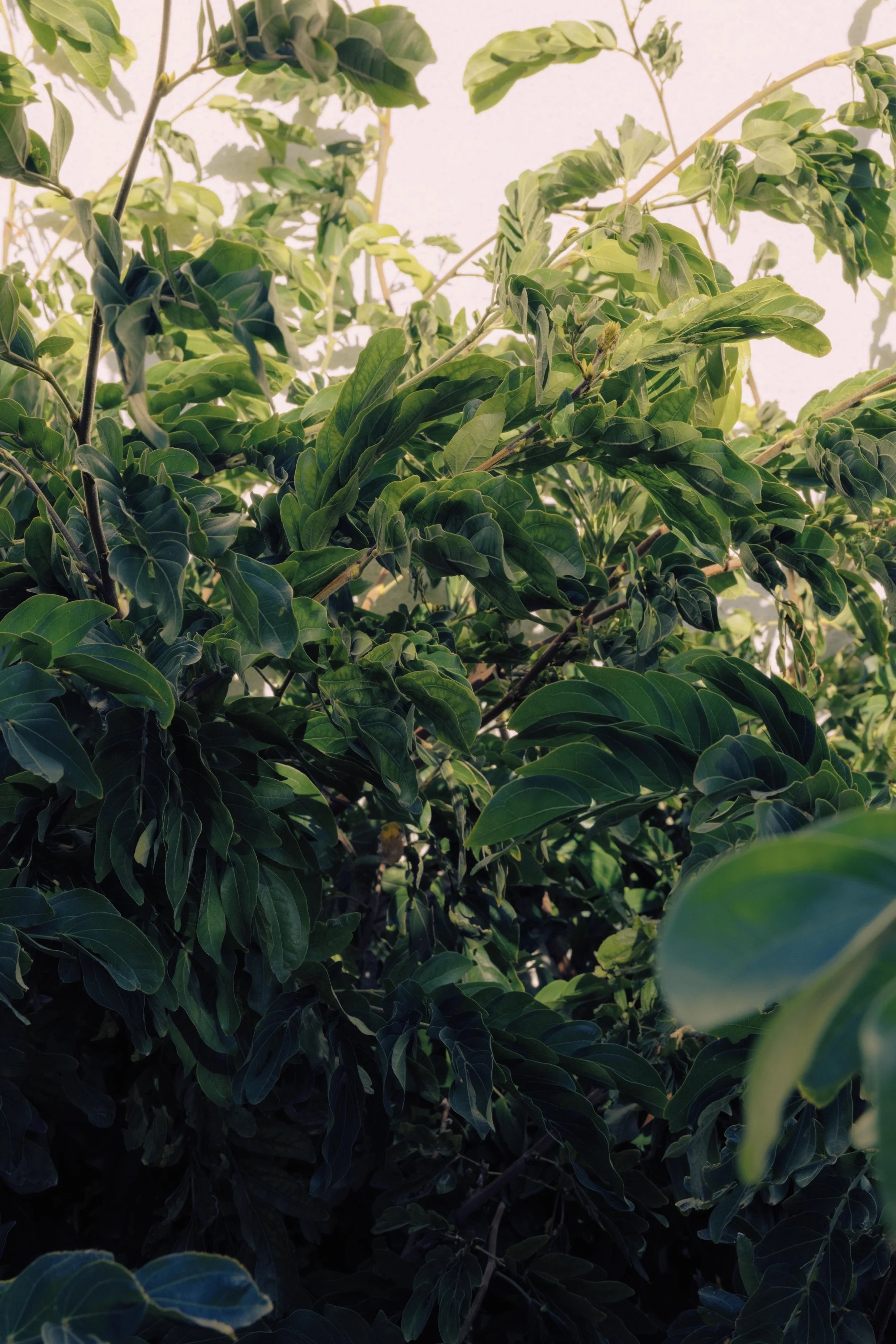 Close-up of green leaves and foliage on a plant or tree