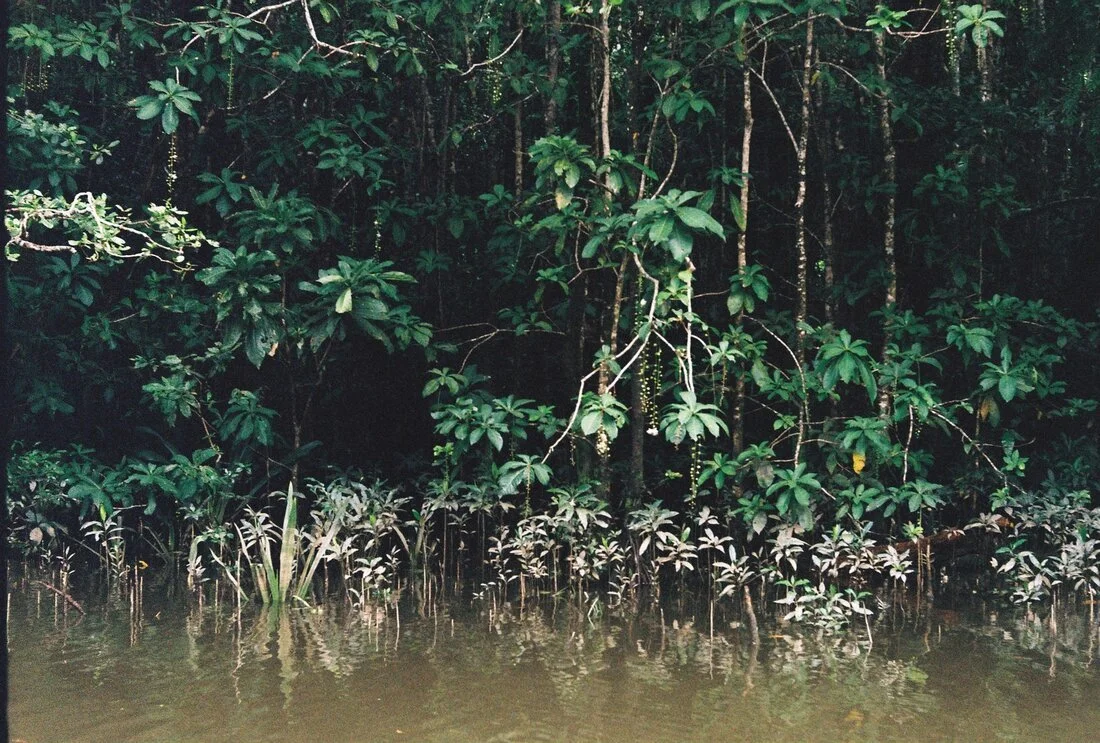 Rare Birds, Gabrielle Brady