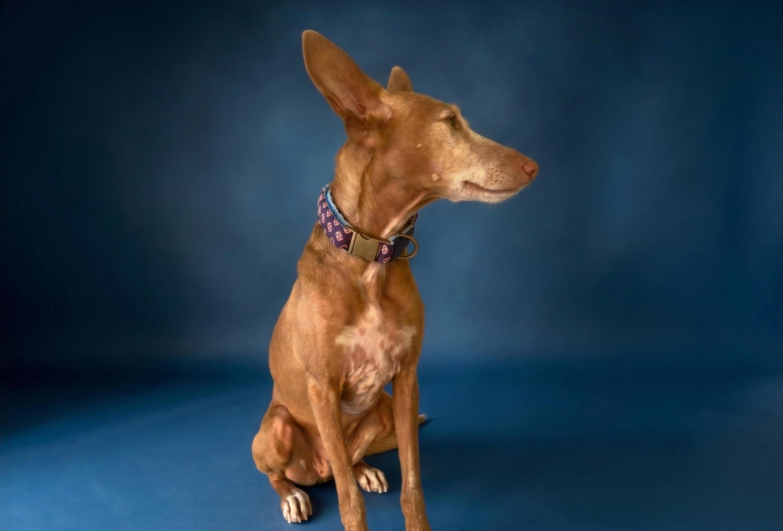 collar Zar 6.jpg