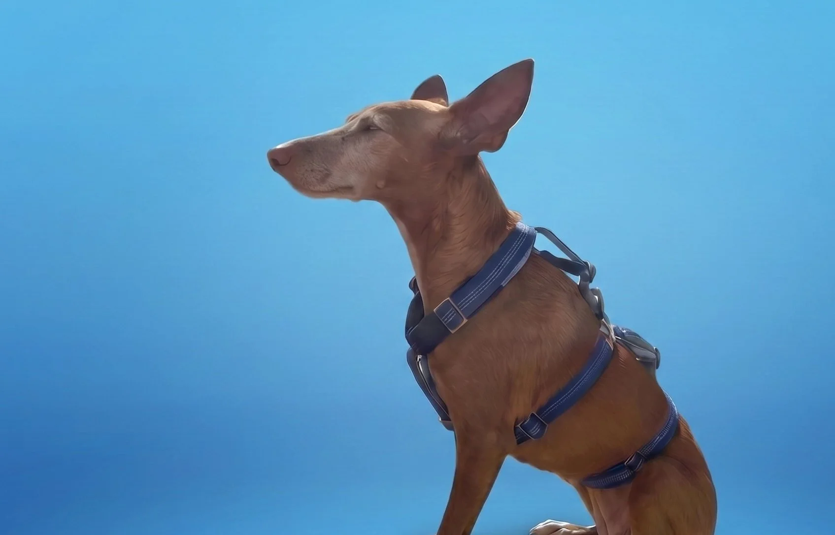 Arnés 3p antiescape Aura 16.jpg