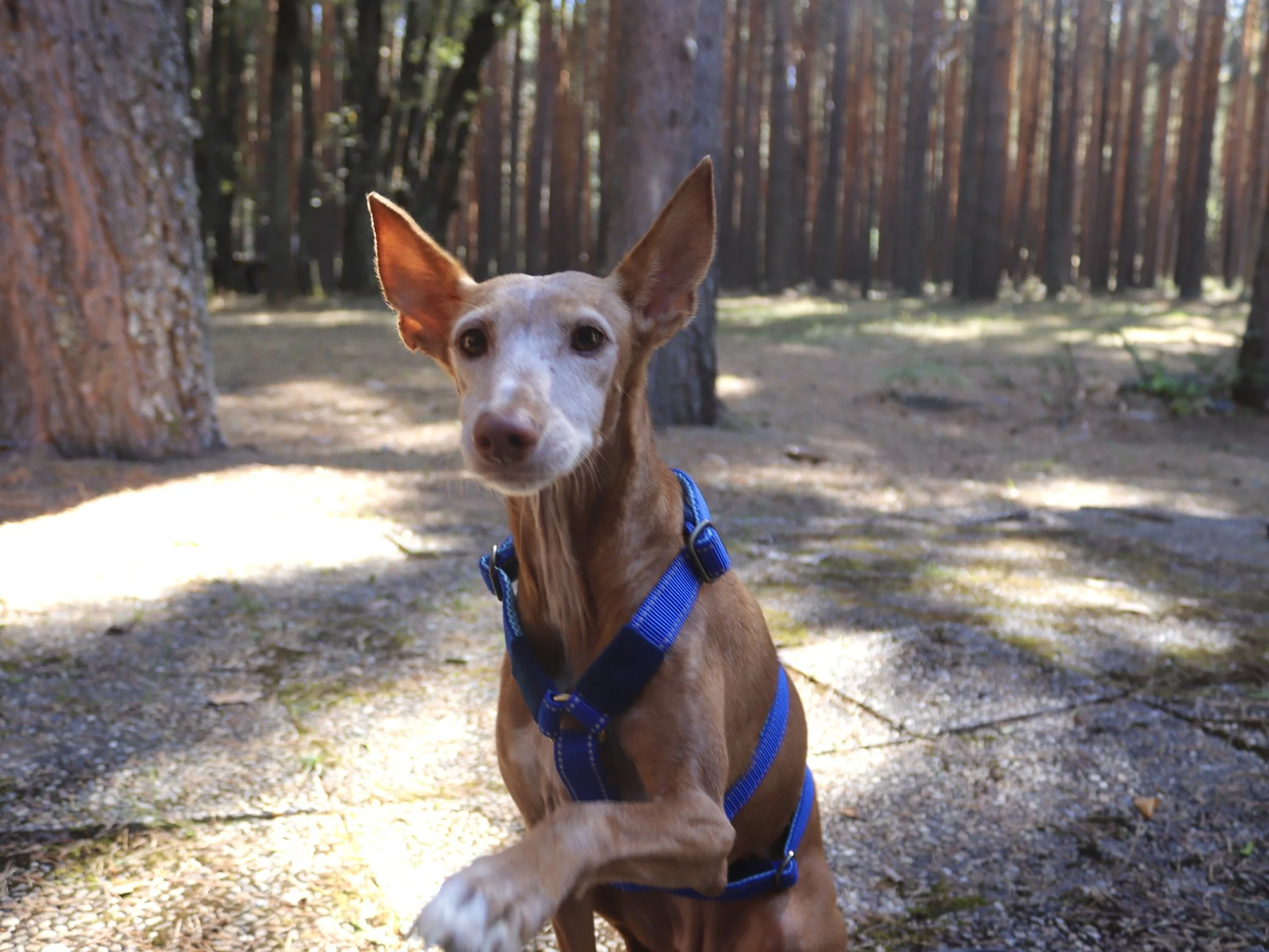 arnés antiescape 3 puntos podenco 2.jpg