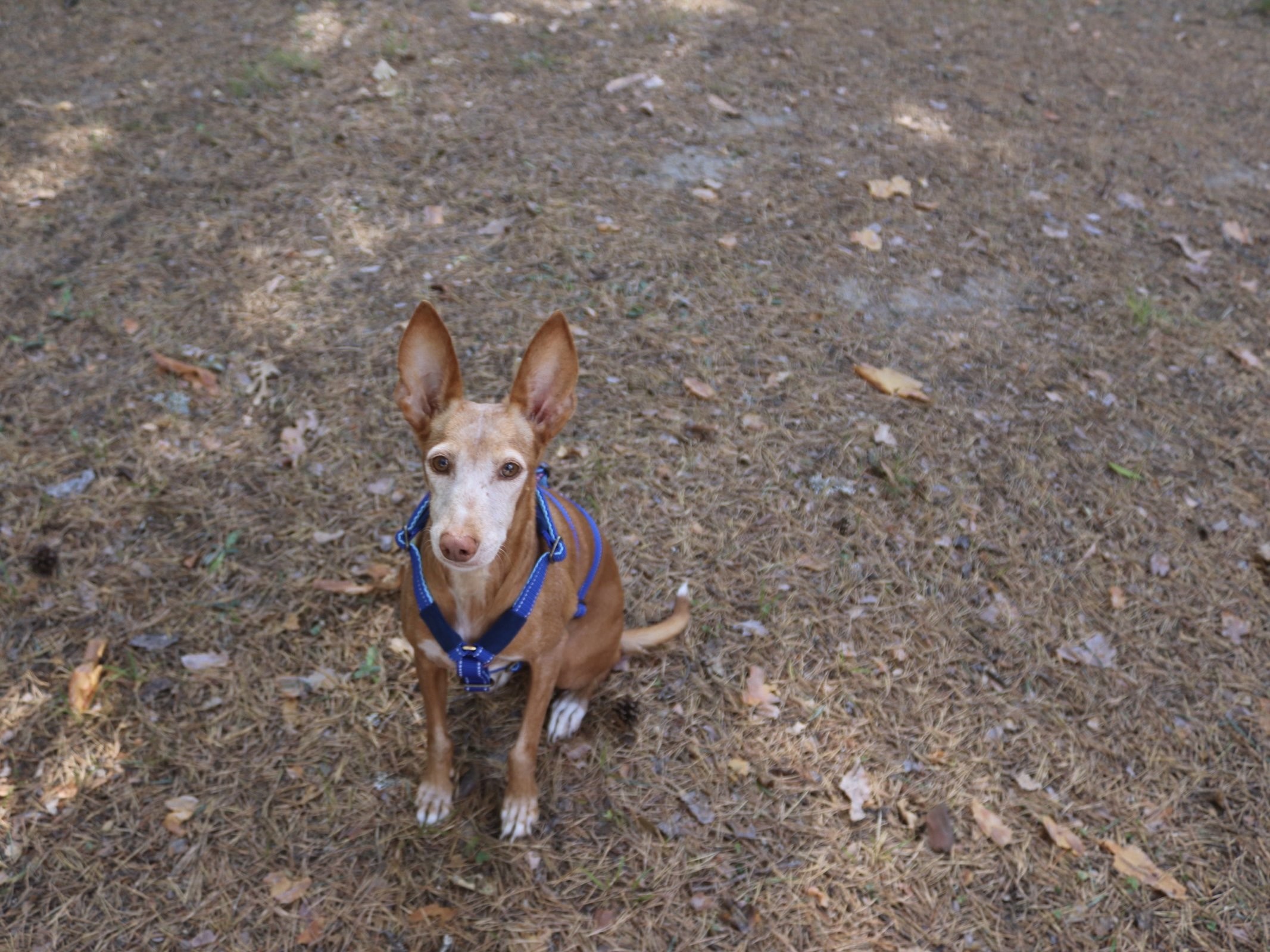 arnés antiescape 3 puntos podenco 10.jpg