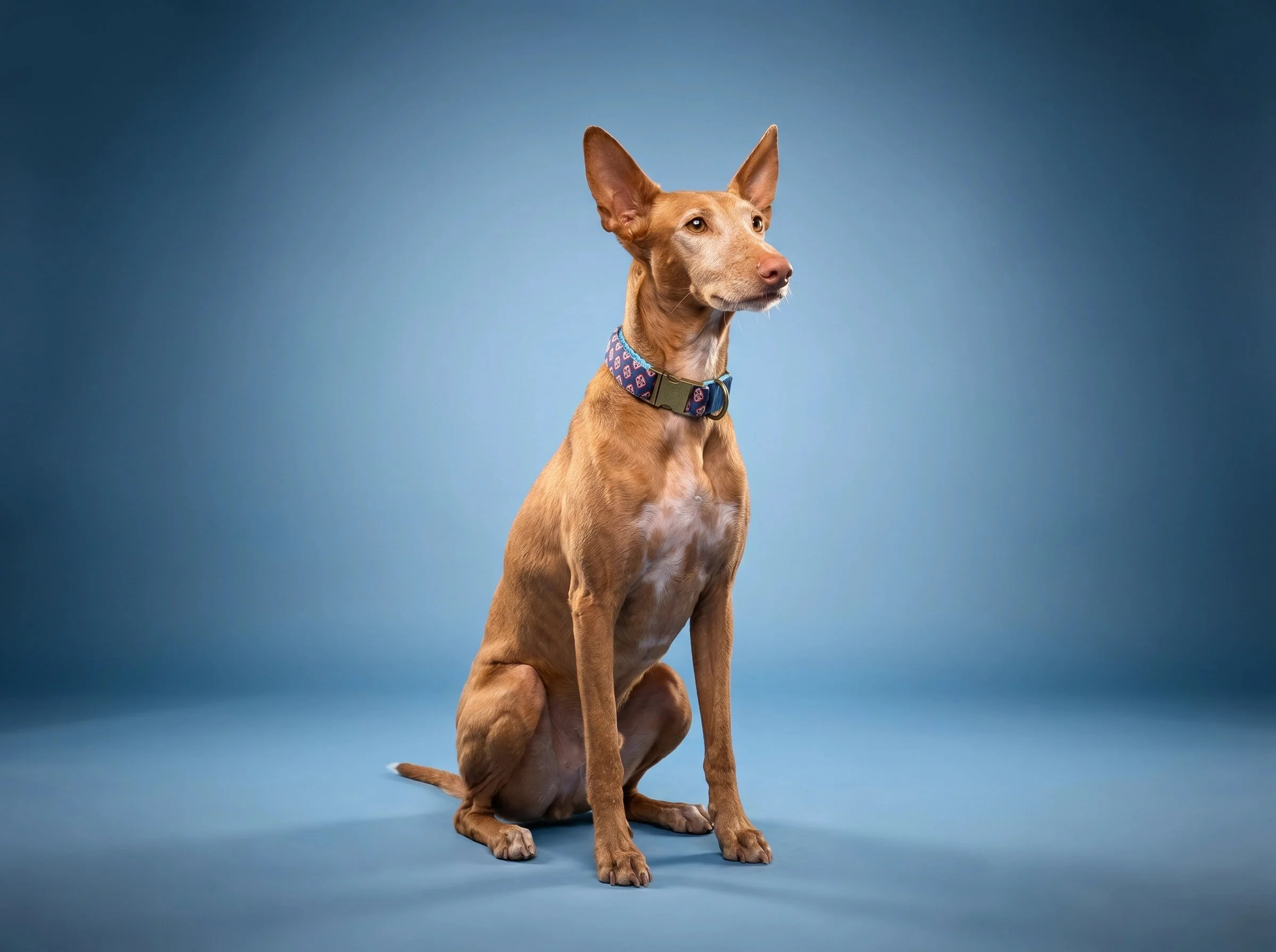collar Zar 3.jpg