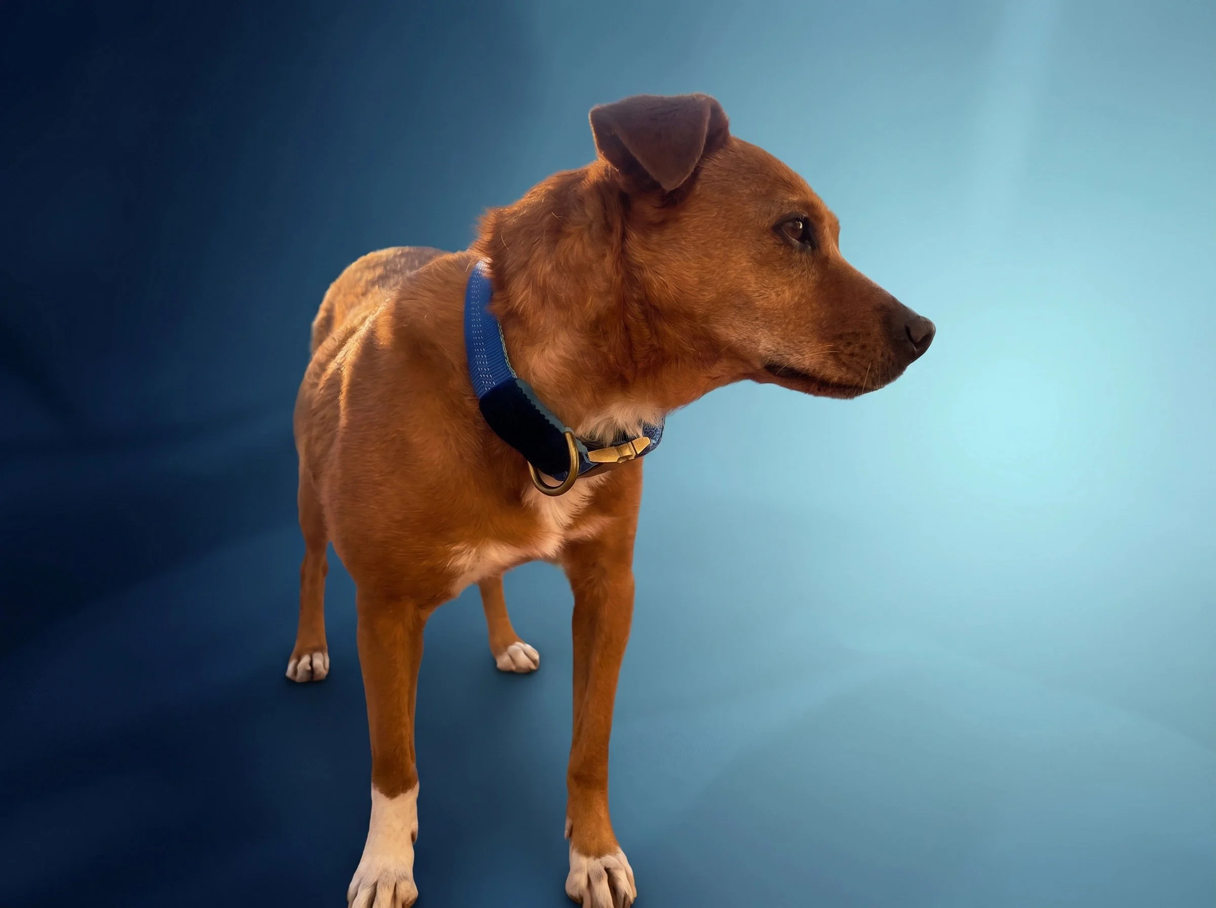 collar Aura 6.jpg