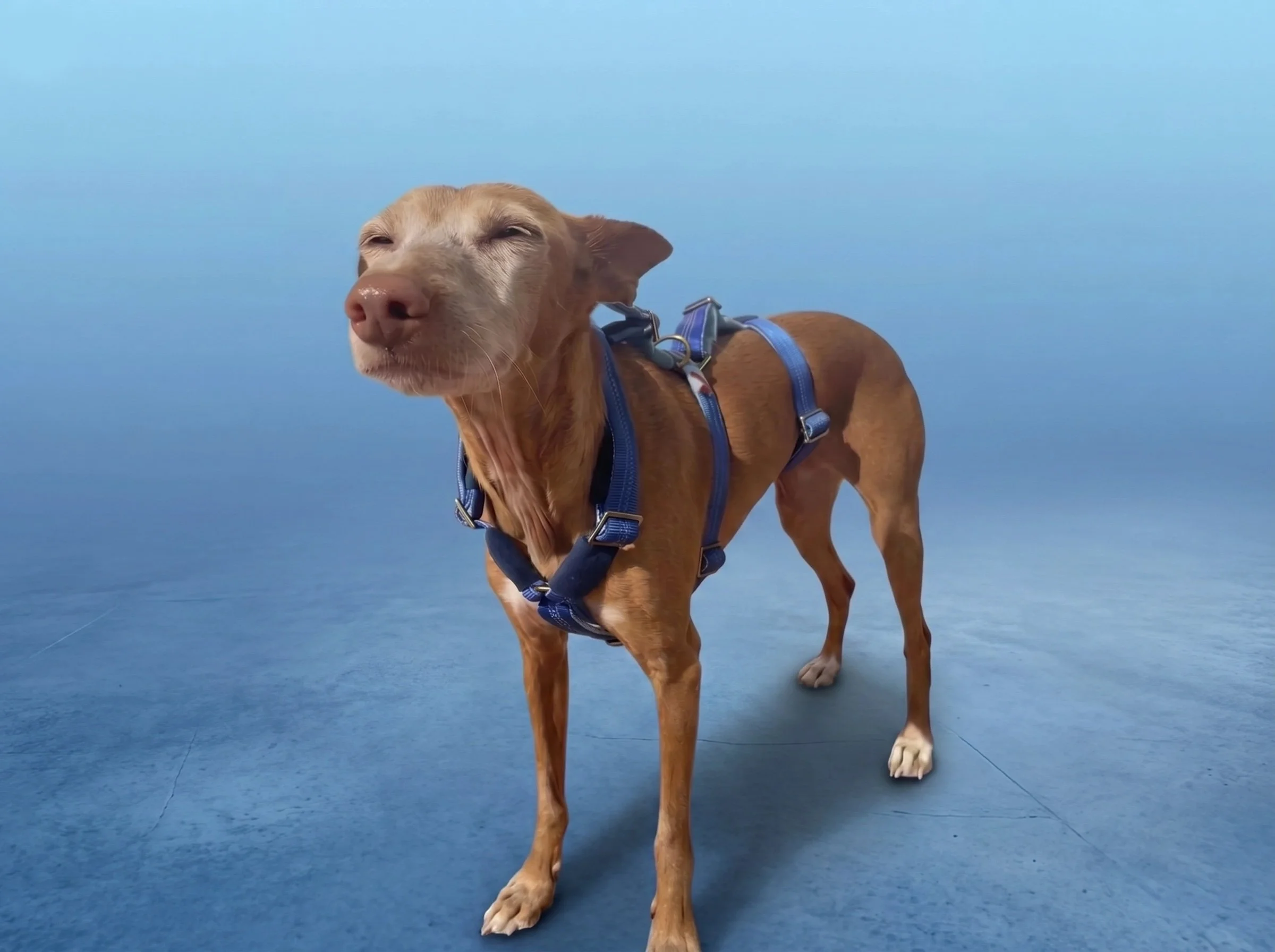 Arnés 3p antiescape Aura 6.jpg