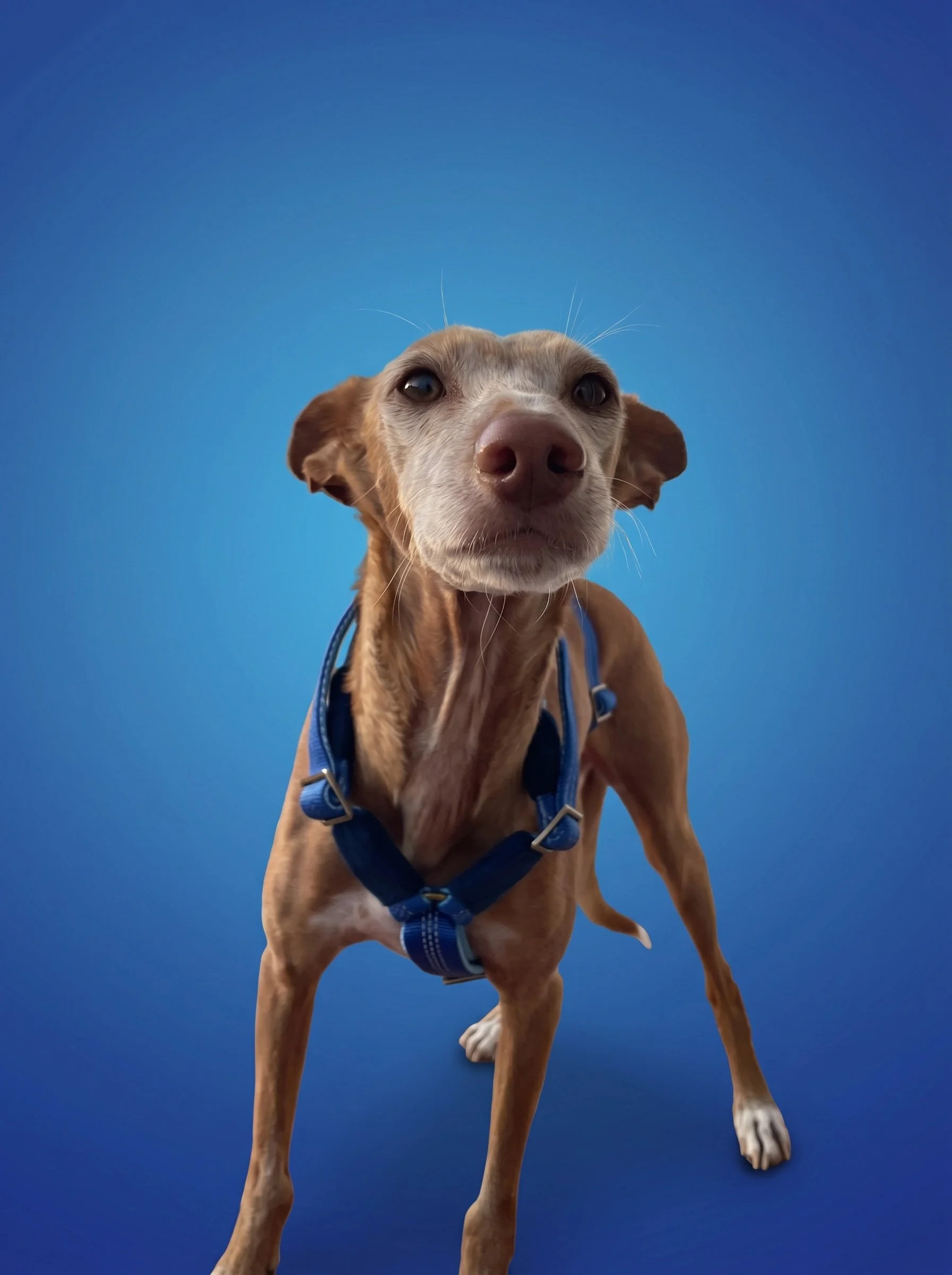 Arnés 3p Aura 1.jpg