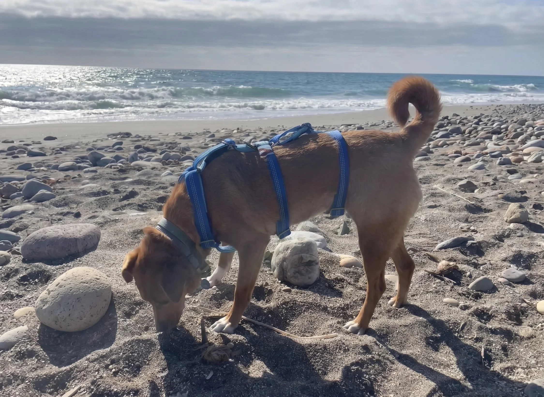 Arnés 3p antiescape Aura 7.jpg