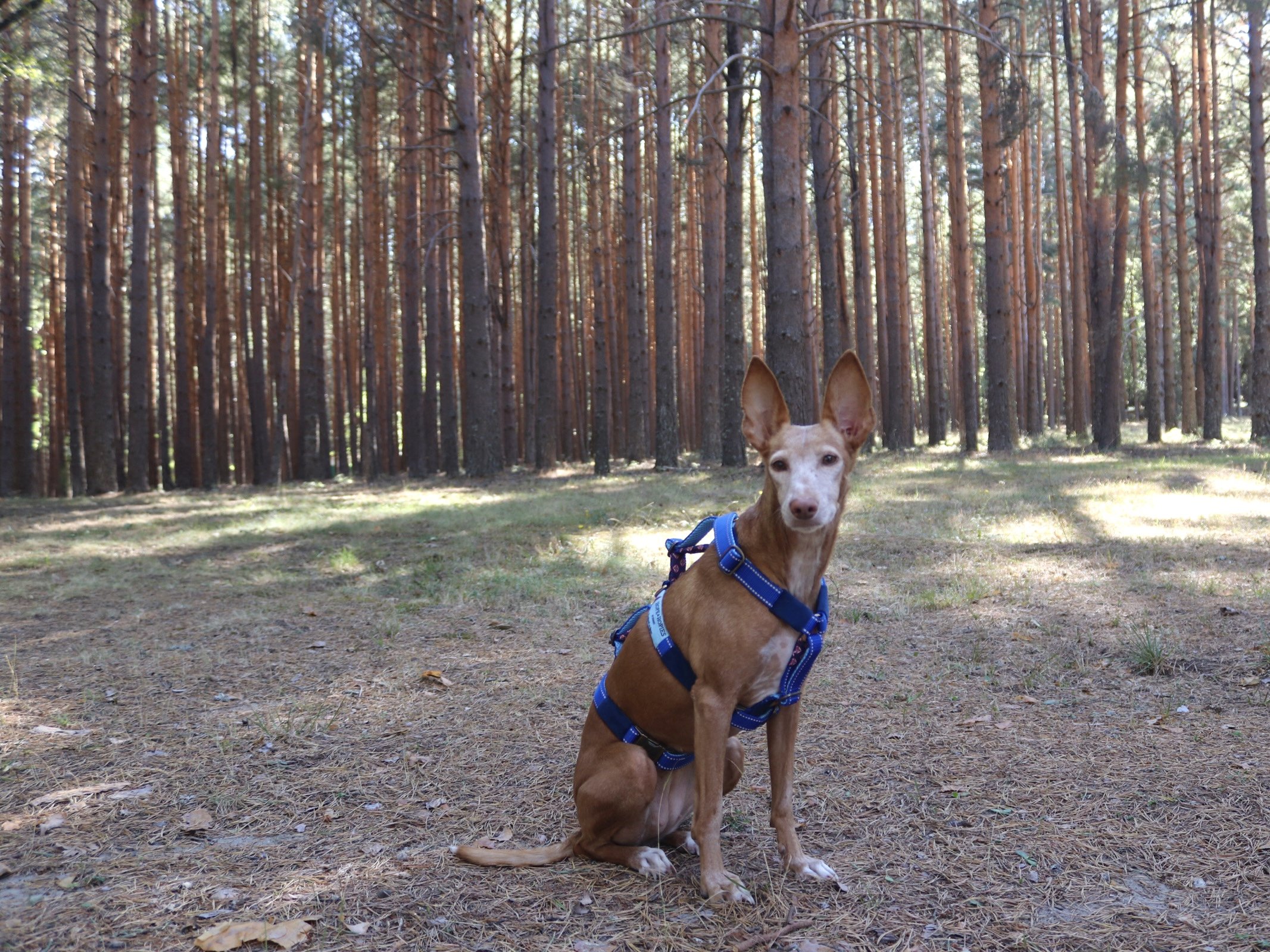 arnés antiescape 3 puntos podenco 1.jpg