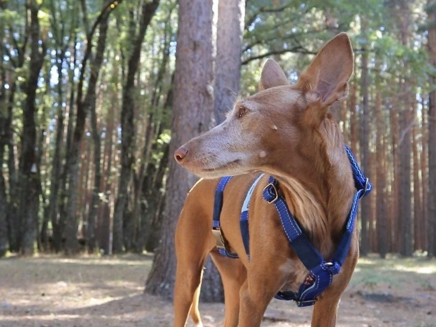 arnés antiescape 3 puntos podenco 9.jpg