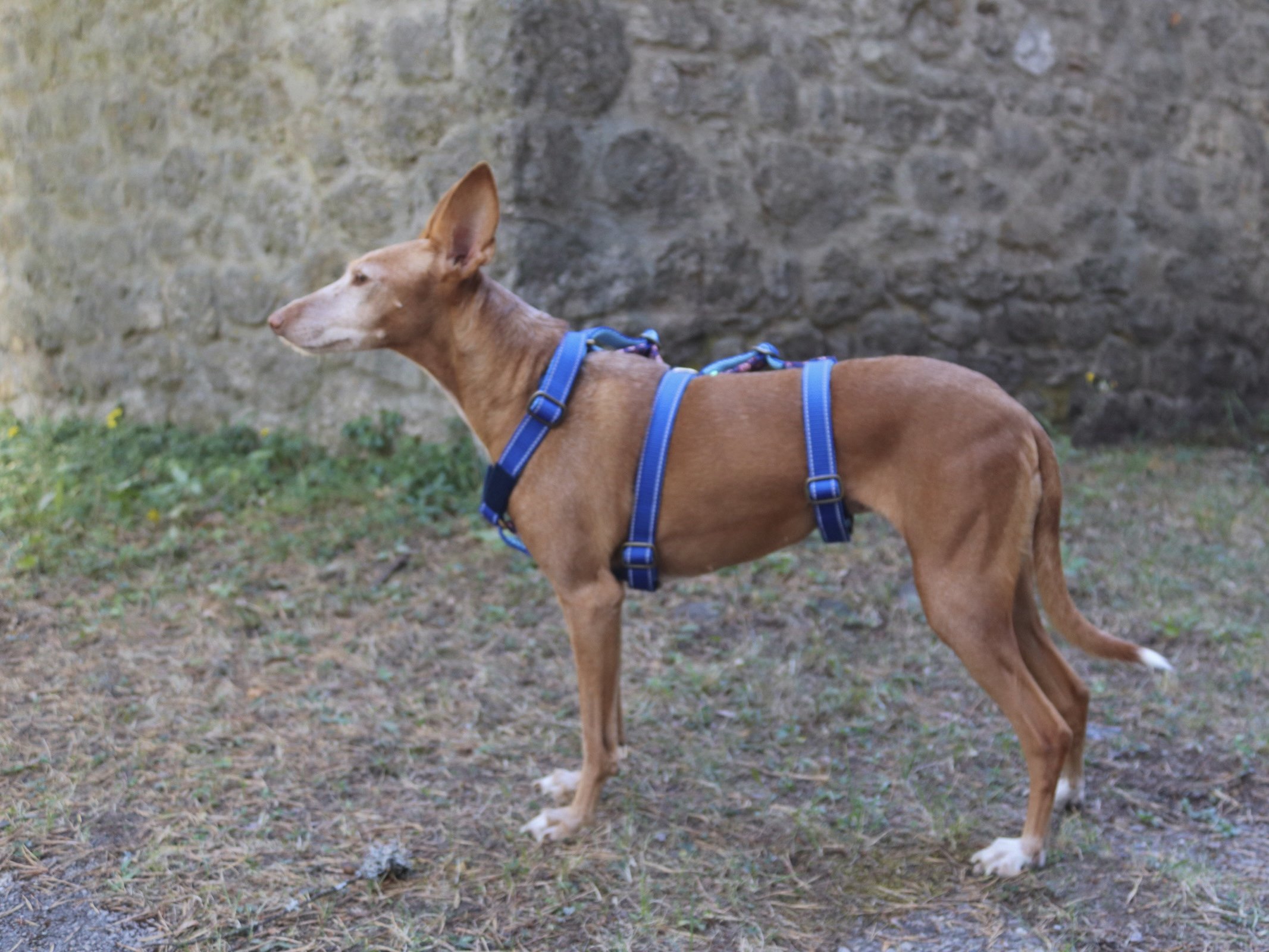 arnés antiescape 3 puntos podenco 5.jpg