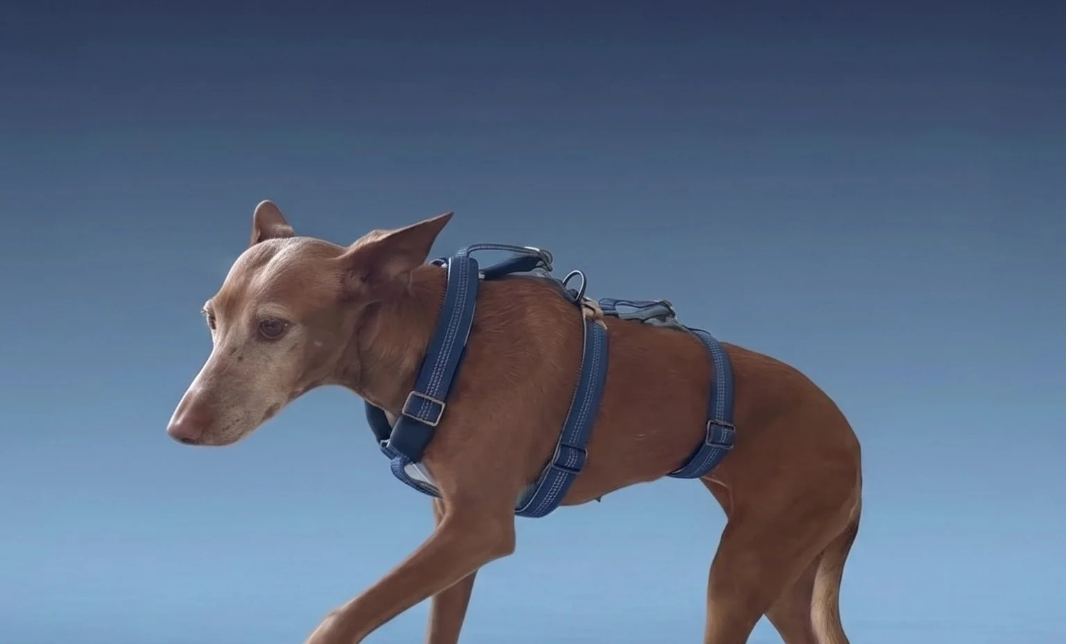 Arnés 3p antiescape Aura 12.jpg