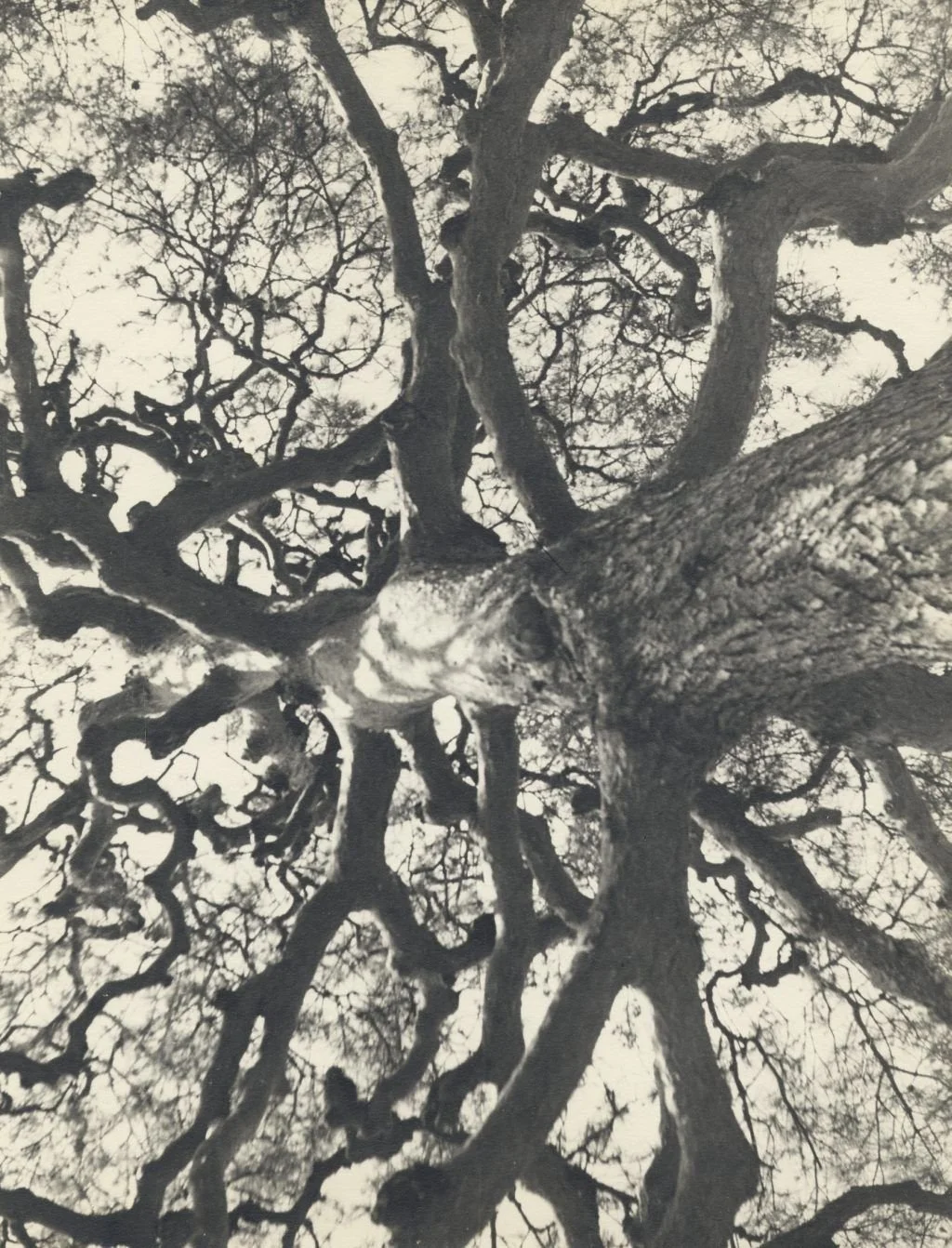 Black and white photo of a large tree viewed from below, showing twisted branches and textured bark.
