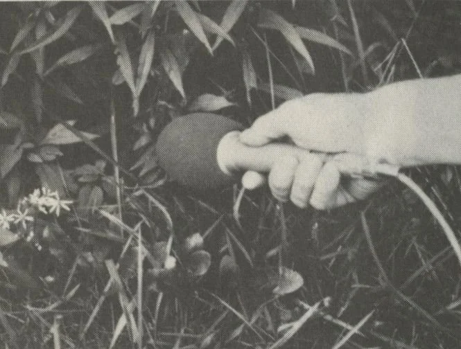 Close-up of a hand holding a small insect in a grassy outdoor environment.