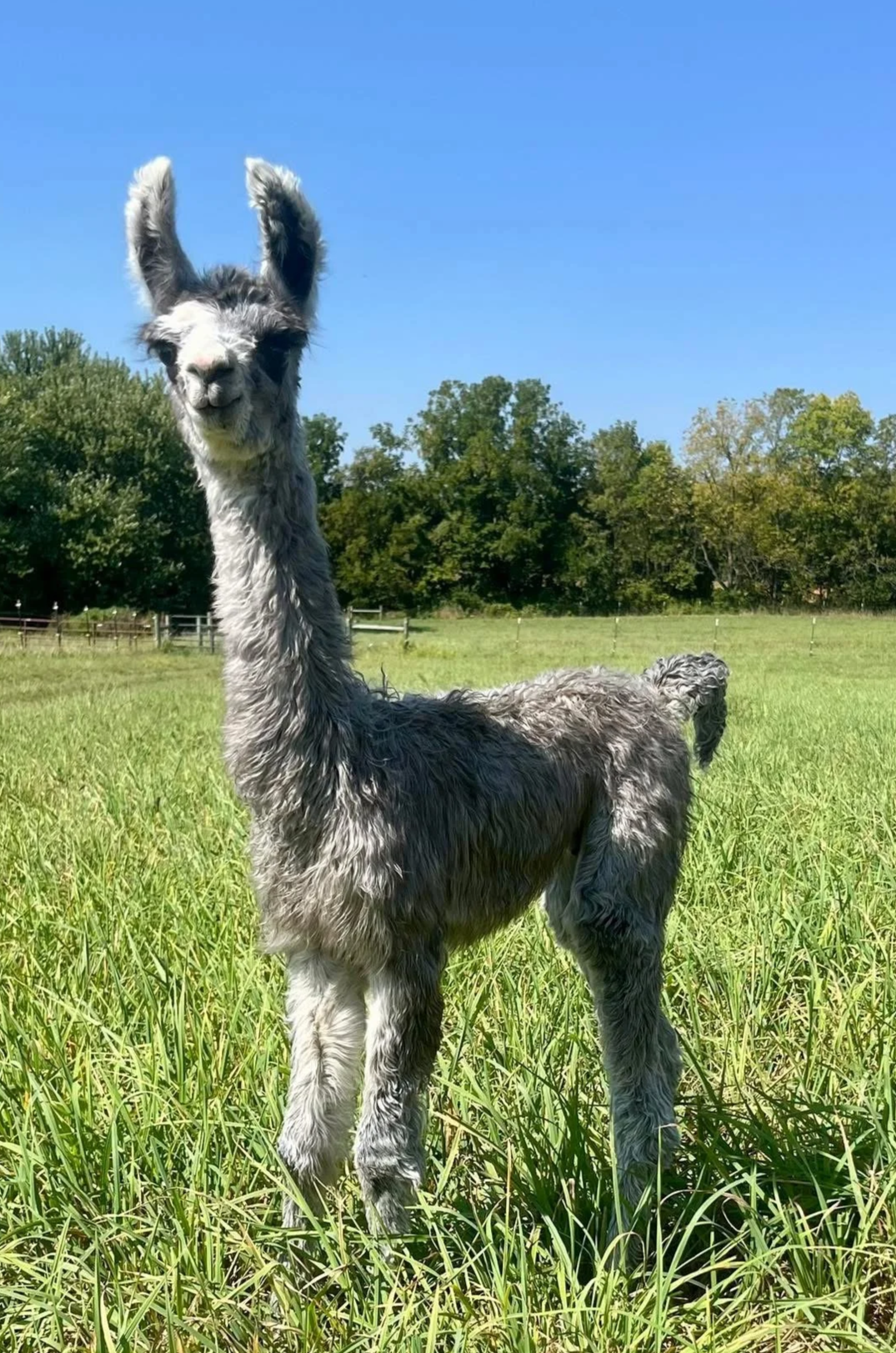 A young llama with gray and white fur standing on a grassy field under a clear blue sky, with trees in the background.