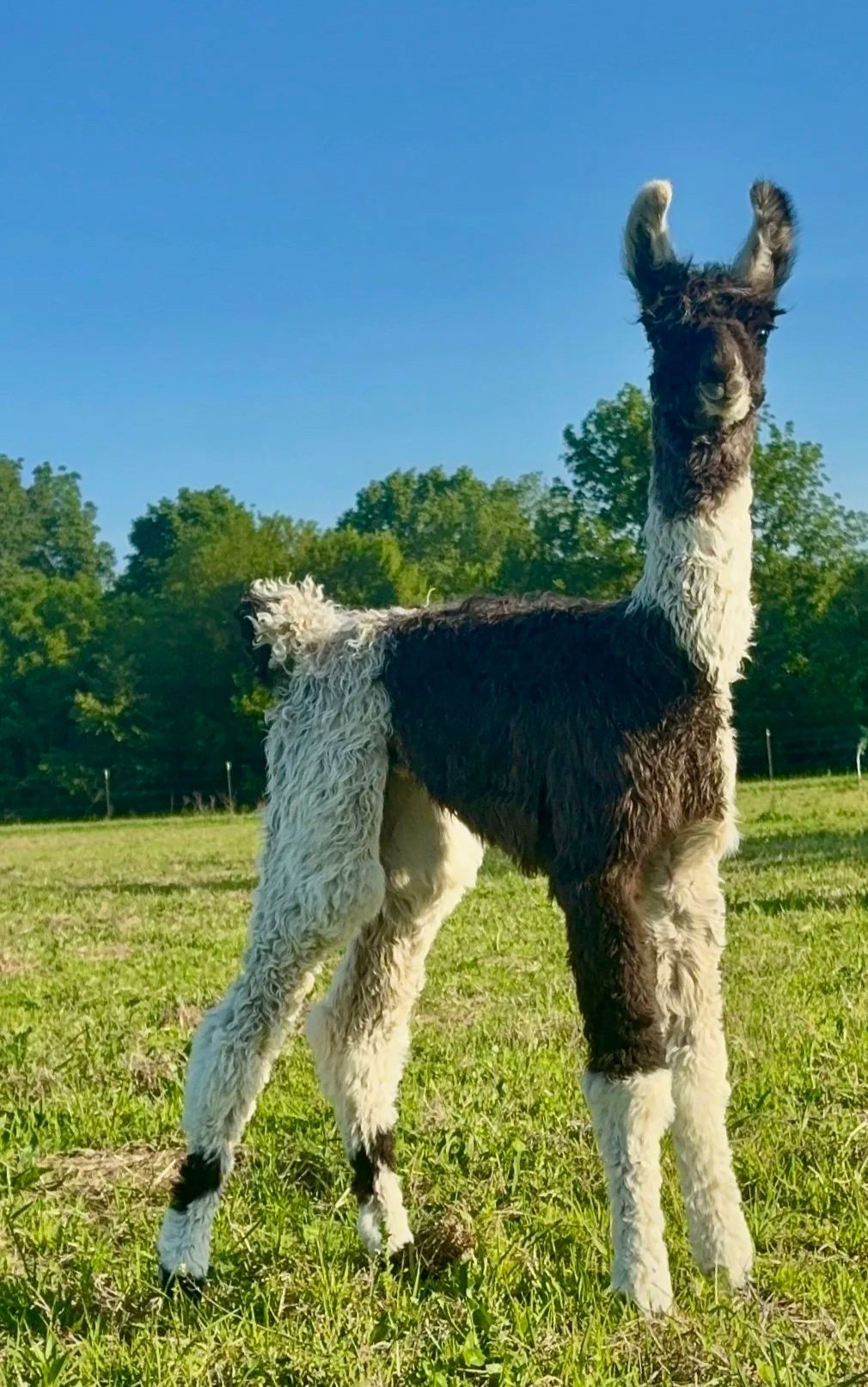 A black and white llama standing in a grassy field with green trees and a blue sky in the background.