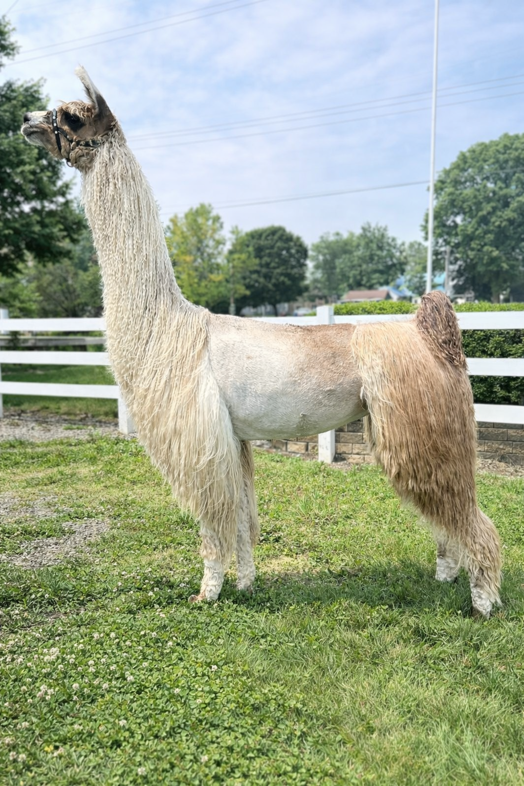 A llama with a long neck and shaggy fur standing on grass in an outdoor setting with green trees, a white fence, and a cloudy sky.