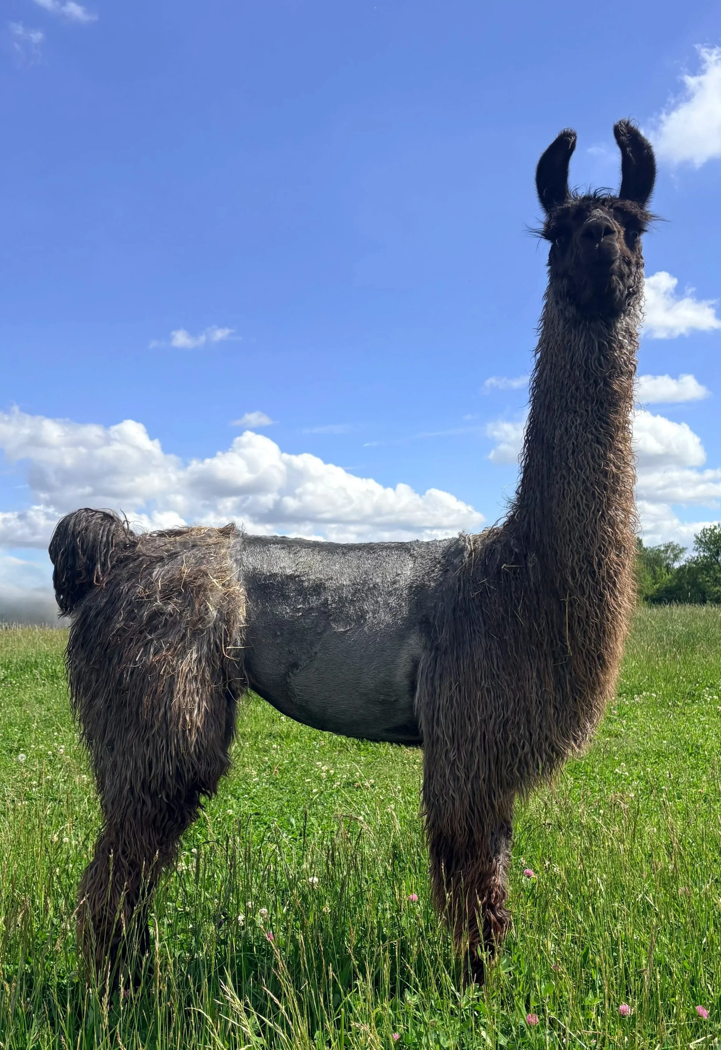 A llama with dark brown fur and long neck standing in a green field with blue sky and scattered clouds behind it.