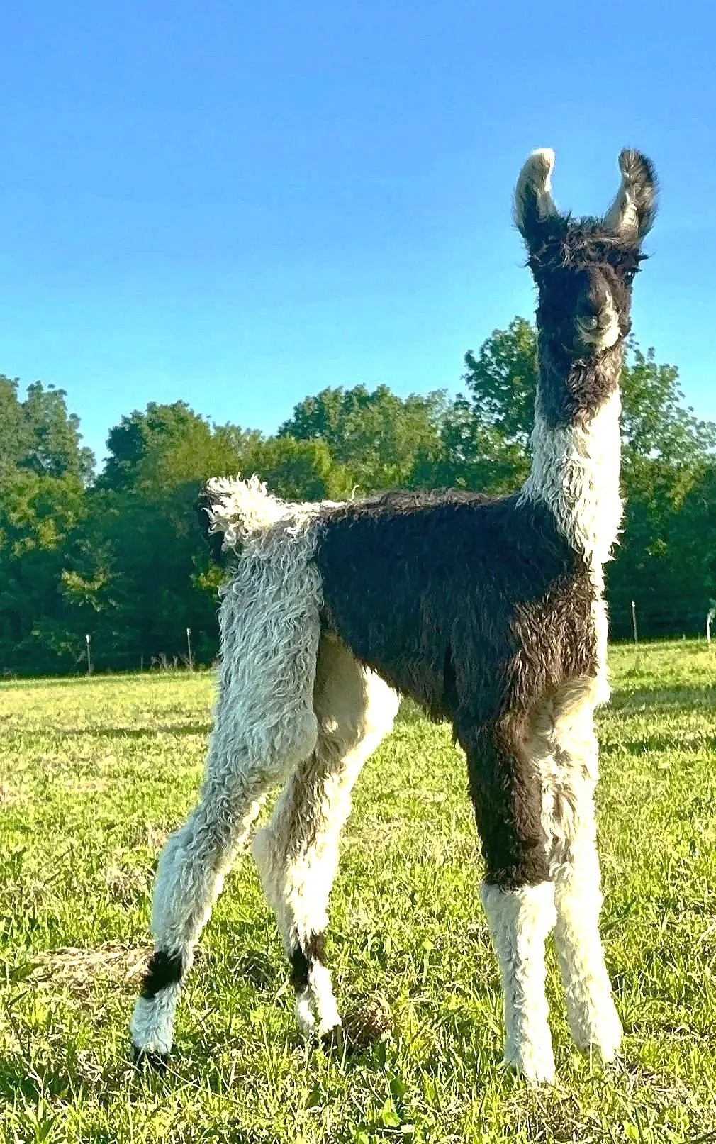 A black and white llama standing in a grassy field with green trees and a blue sky in the background.
