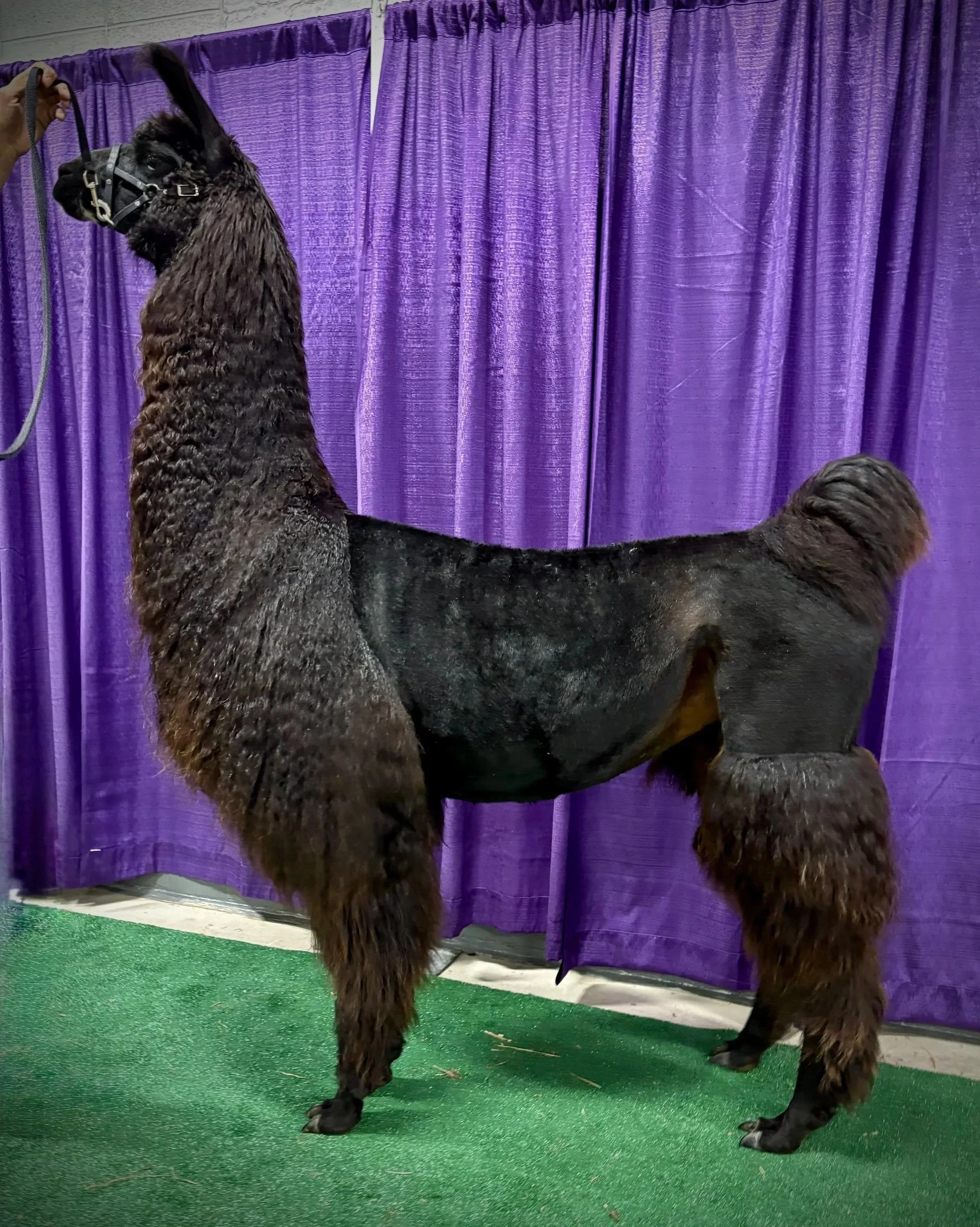 A black llama with a yellow ear tag standing inside at an indoor event. There is a large sign behind it that reads "Denim & Diamonds" and advertises a llama production sale on May 16 and 17, 2025. The setting appears to be a barn or warehouse with wooden and metal structures.